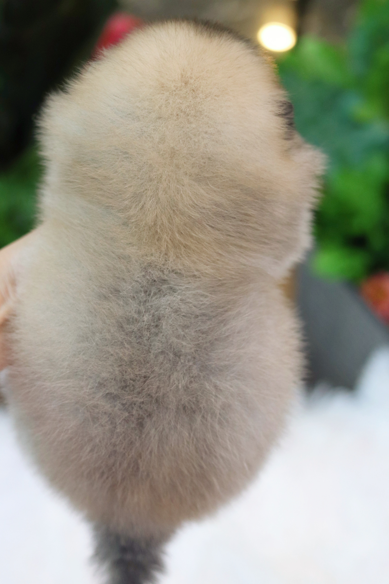 ปอมเมอเรเนียน เพศผู้ สีส้ม