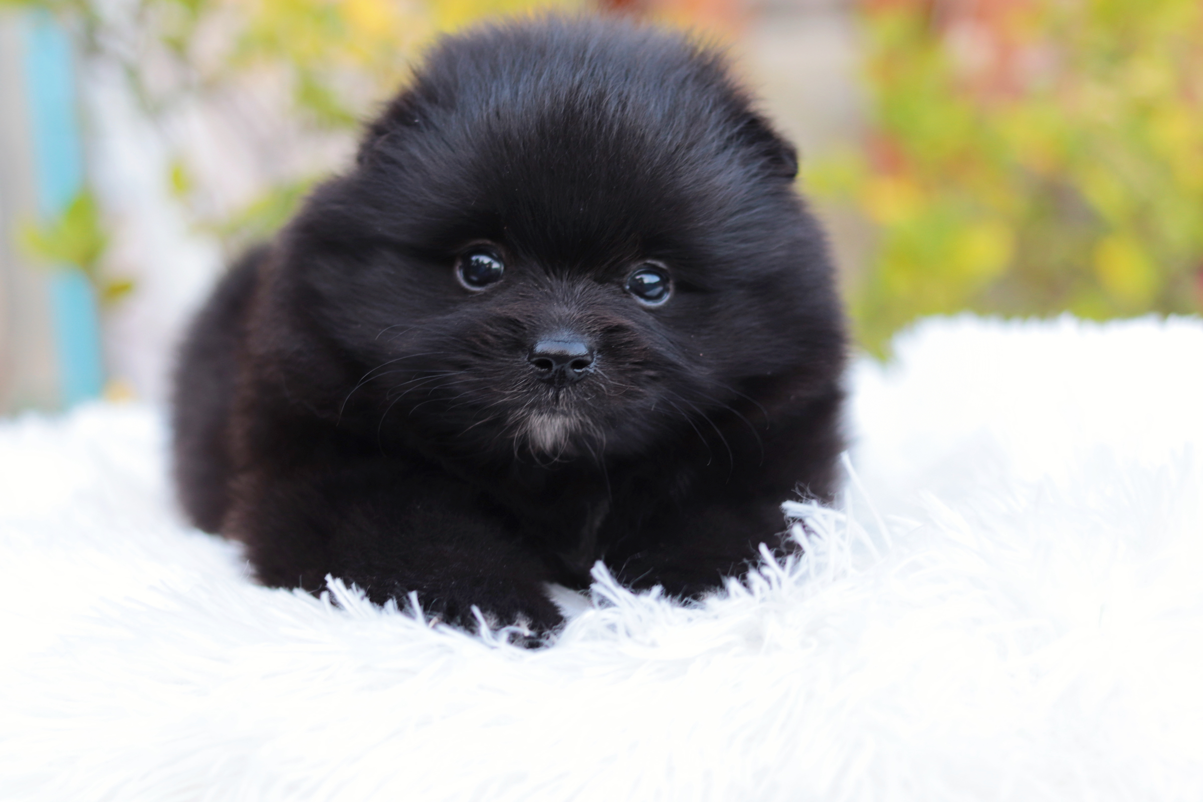 ปอมเมอเรเนียน เพศผู้ สีดำขนแน่นๆ