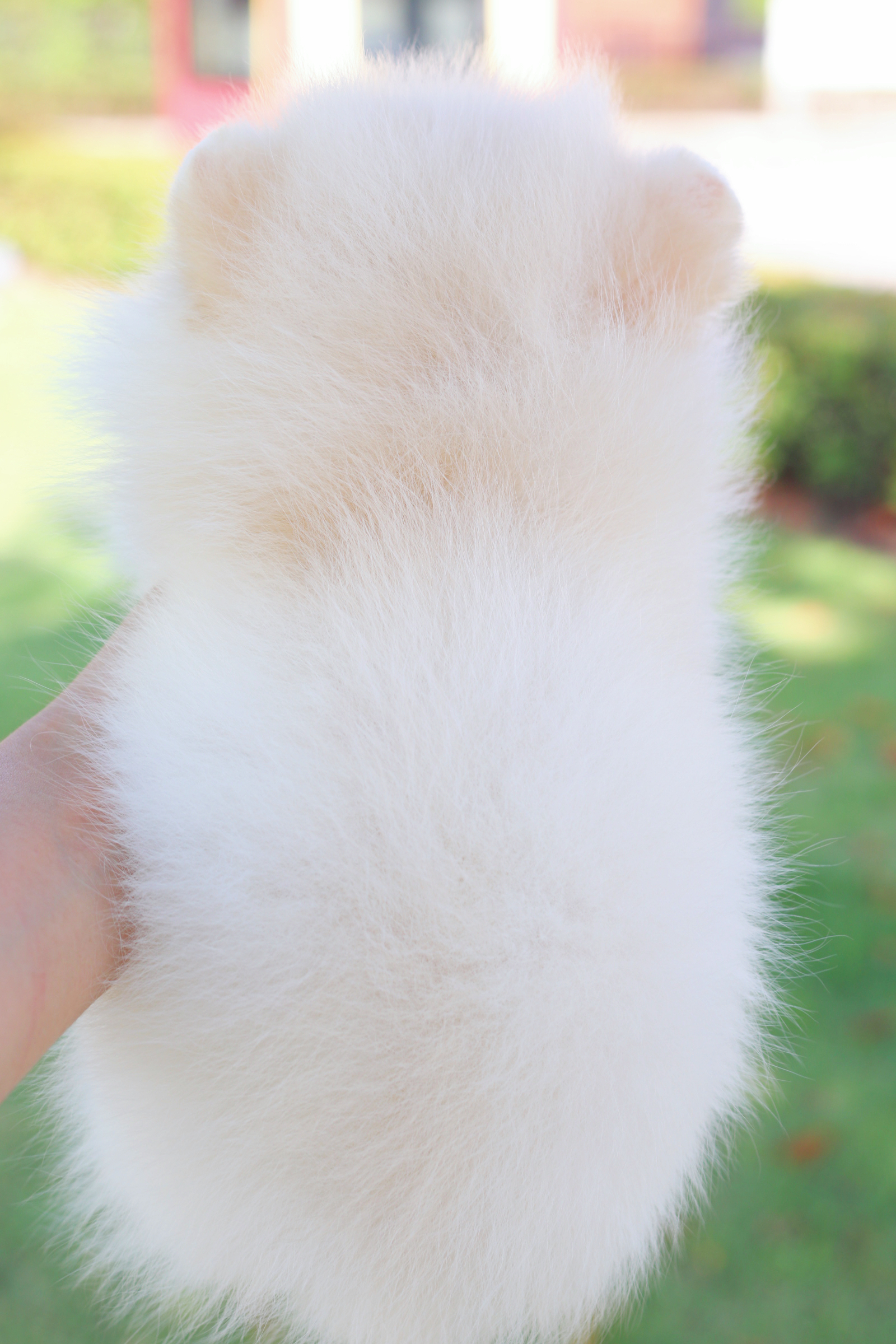 ปอมเมอเรเนียน เพศเมียสีขาวครีม