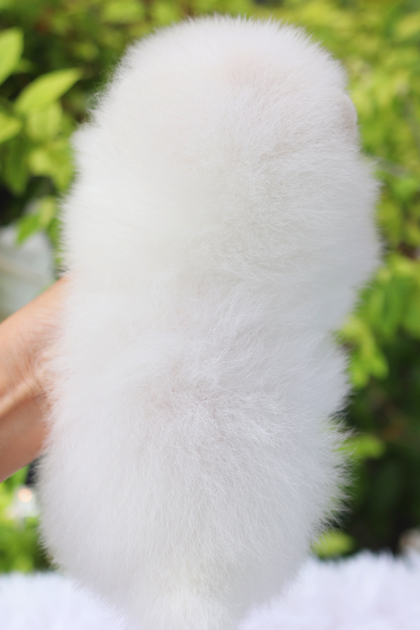 ปอมเมอเรเนียน เพศผู้ สีขาวลูกครึ่งเกาหลี