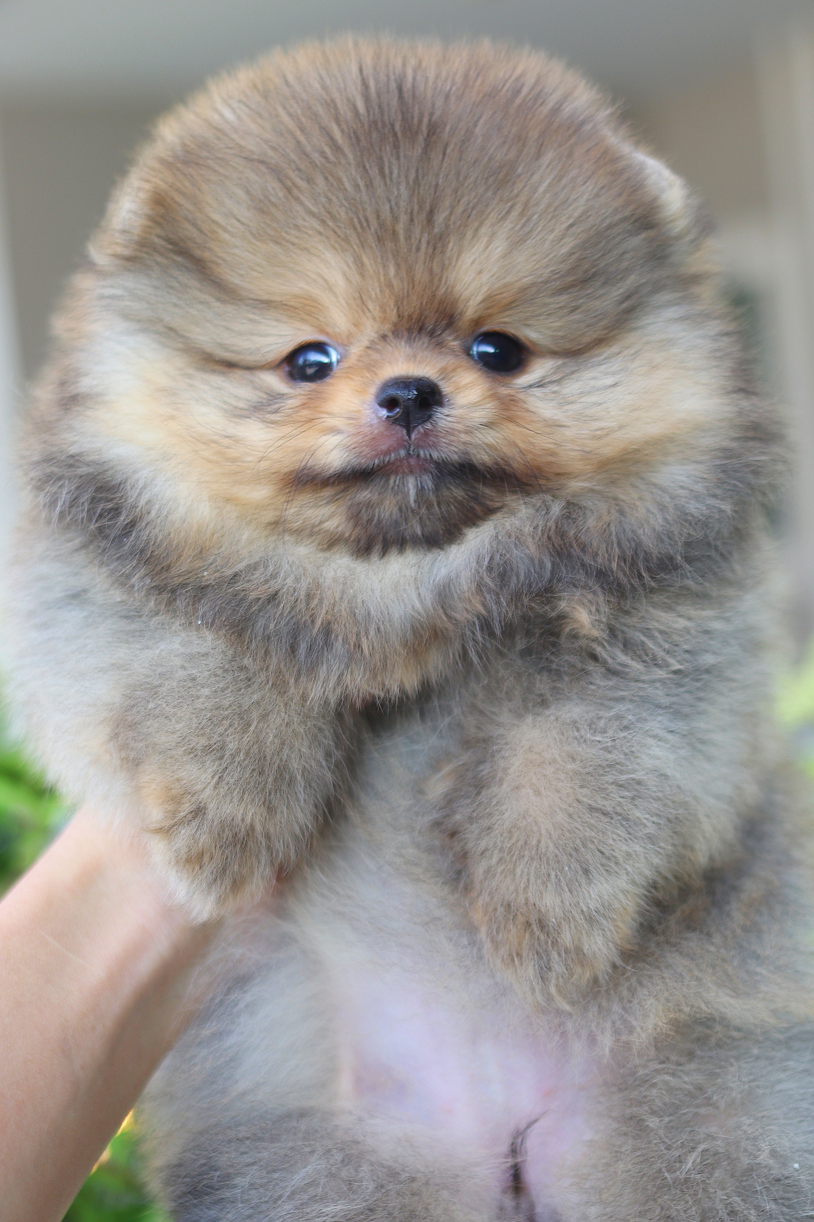 ปอมเมอเรเนียน เพศเมียสีส้ม เกรดโชว์