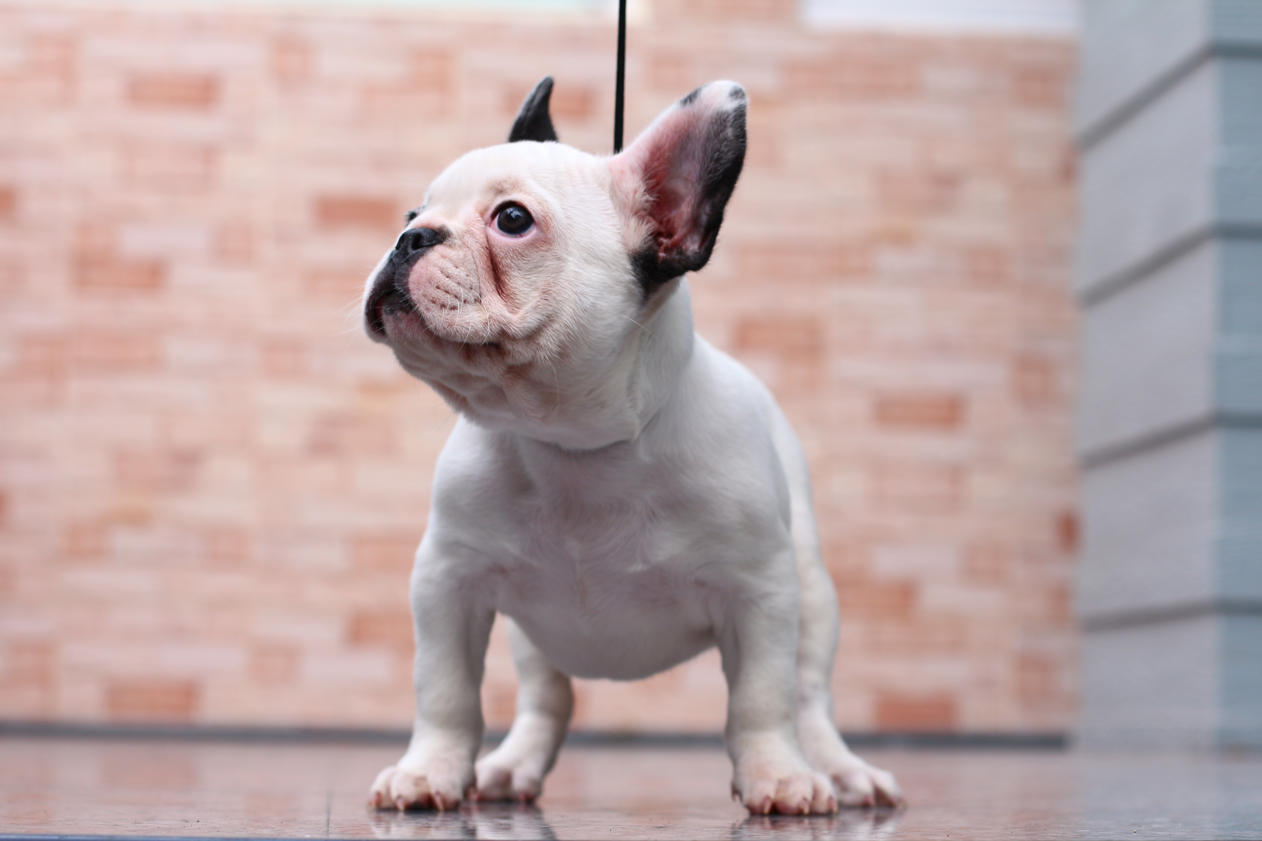 เฟรนช์บูลด็อก เพศเมีย หุ่นสวยๆ โครงสร้างเยี่ยม