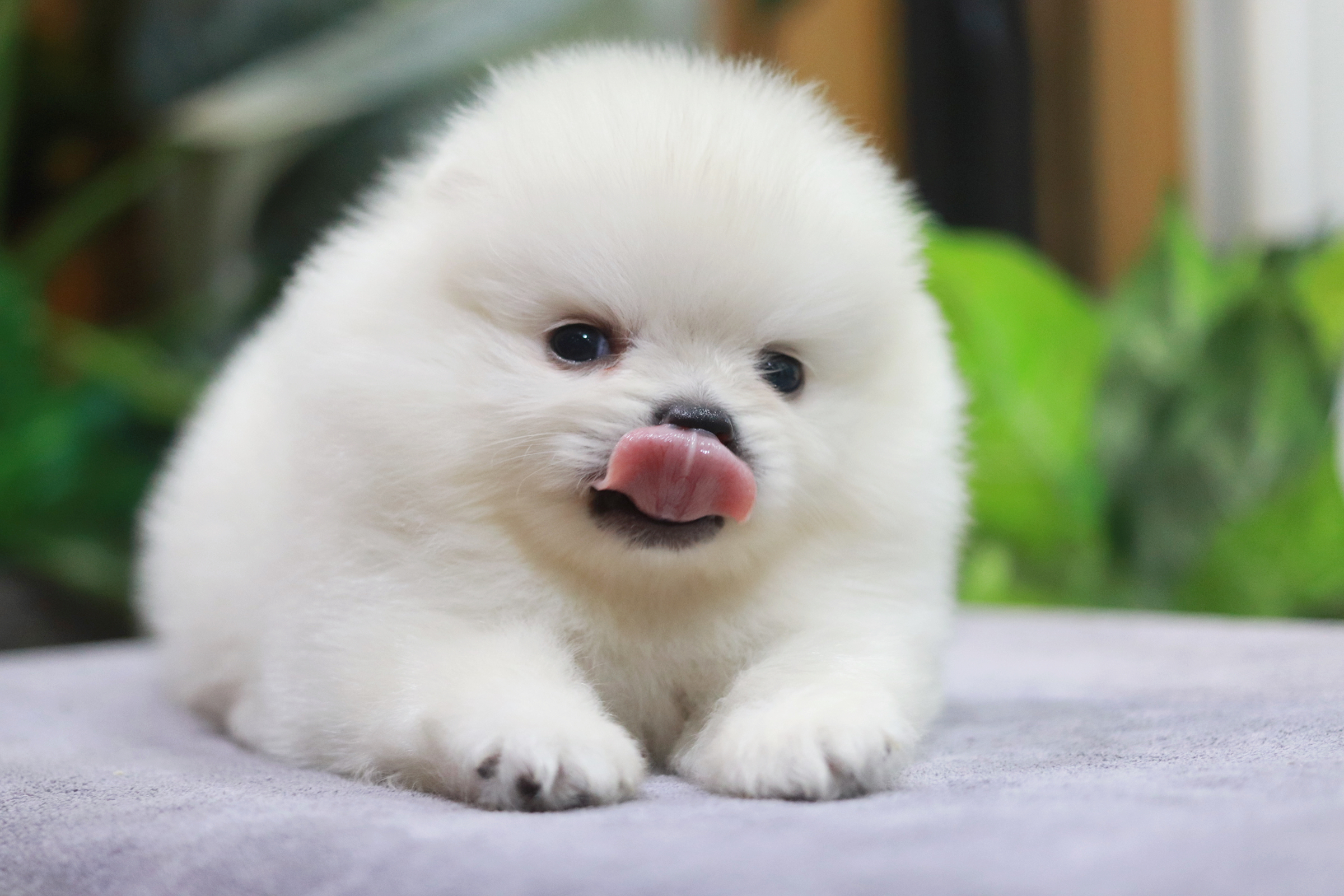 ปอมเมอเรเนียน เพศผู้ขาวขนแน่น