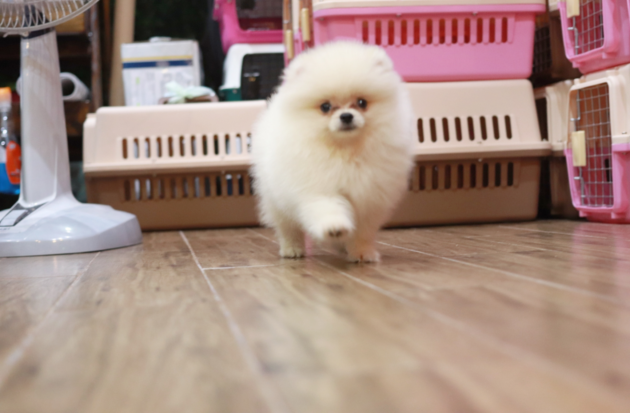 ปอมเมอเรเนียน เพศผู้ขาวครีม