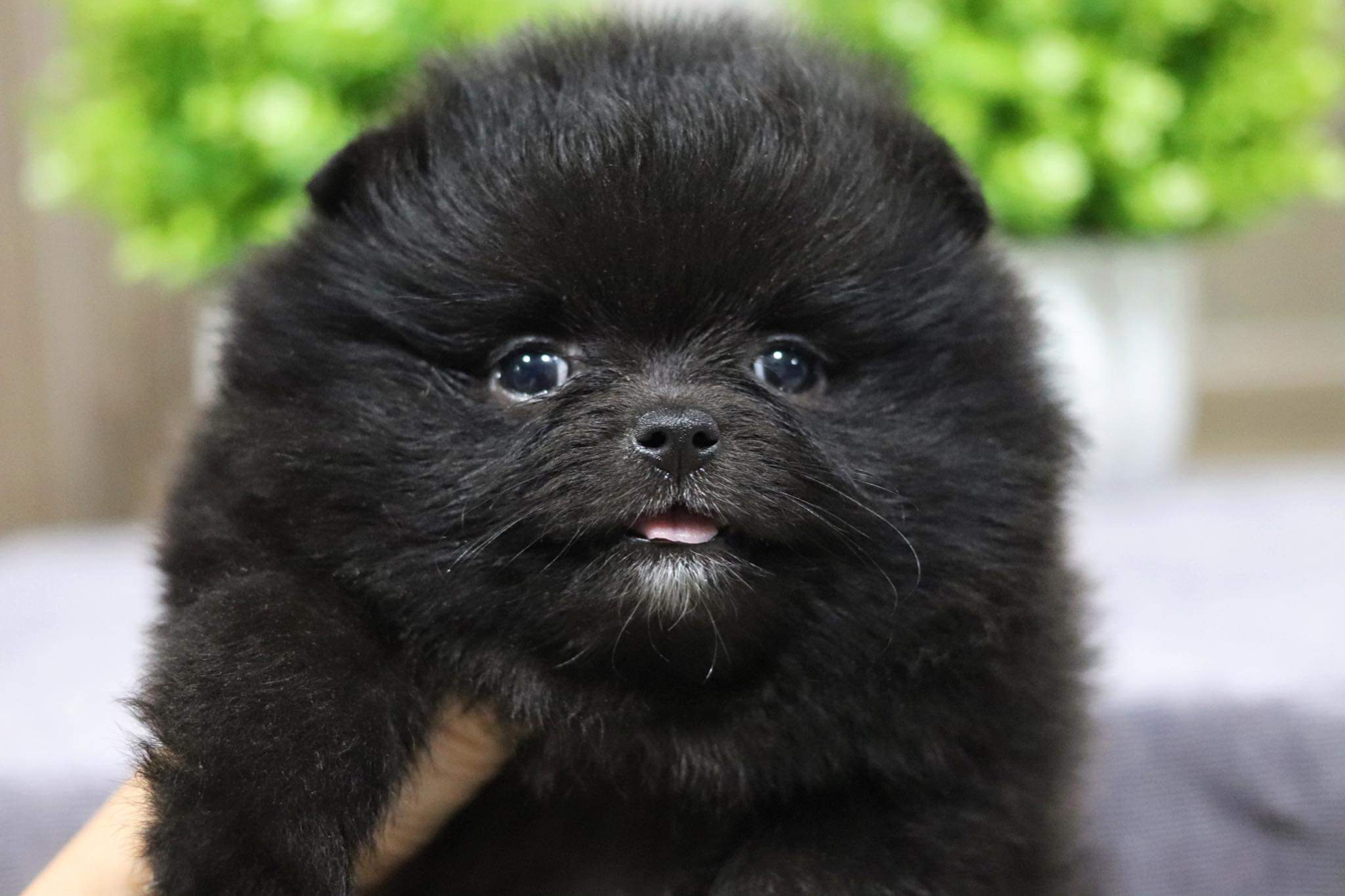 ปอมเมอเรเนียน เพศเมีย