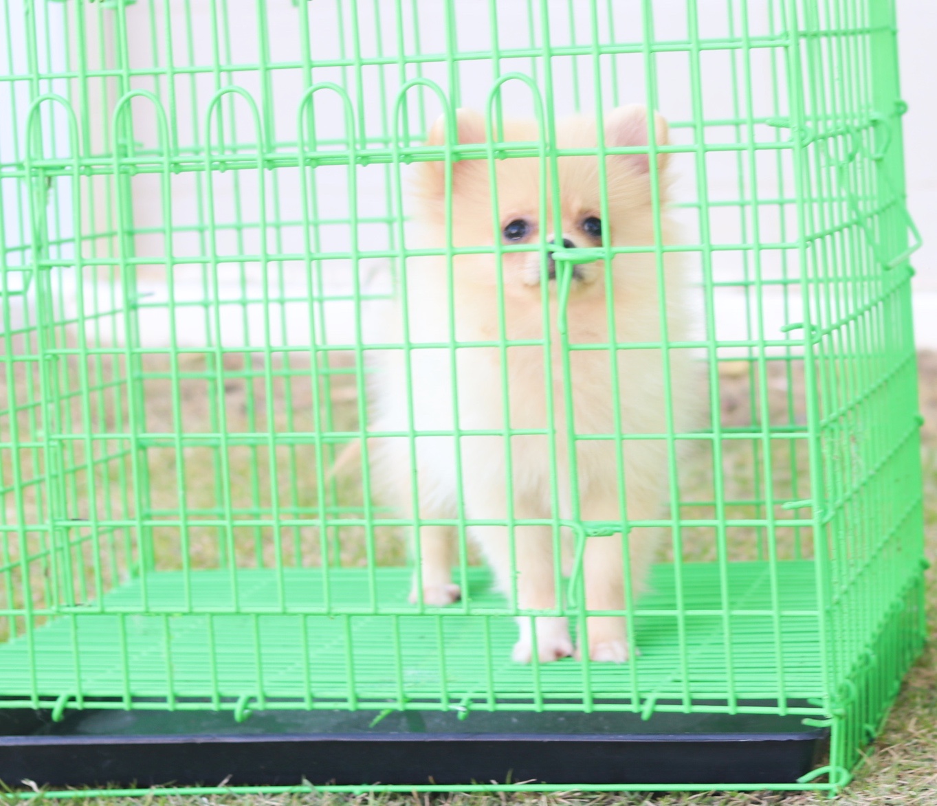 ปอมเมอเรเนียน เพศเมียสีครีมสามเดือน
