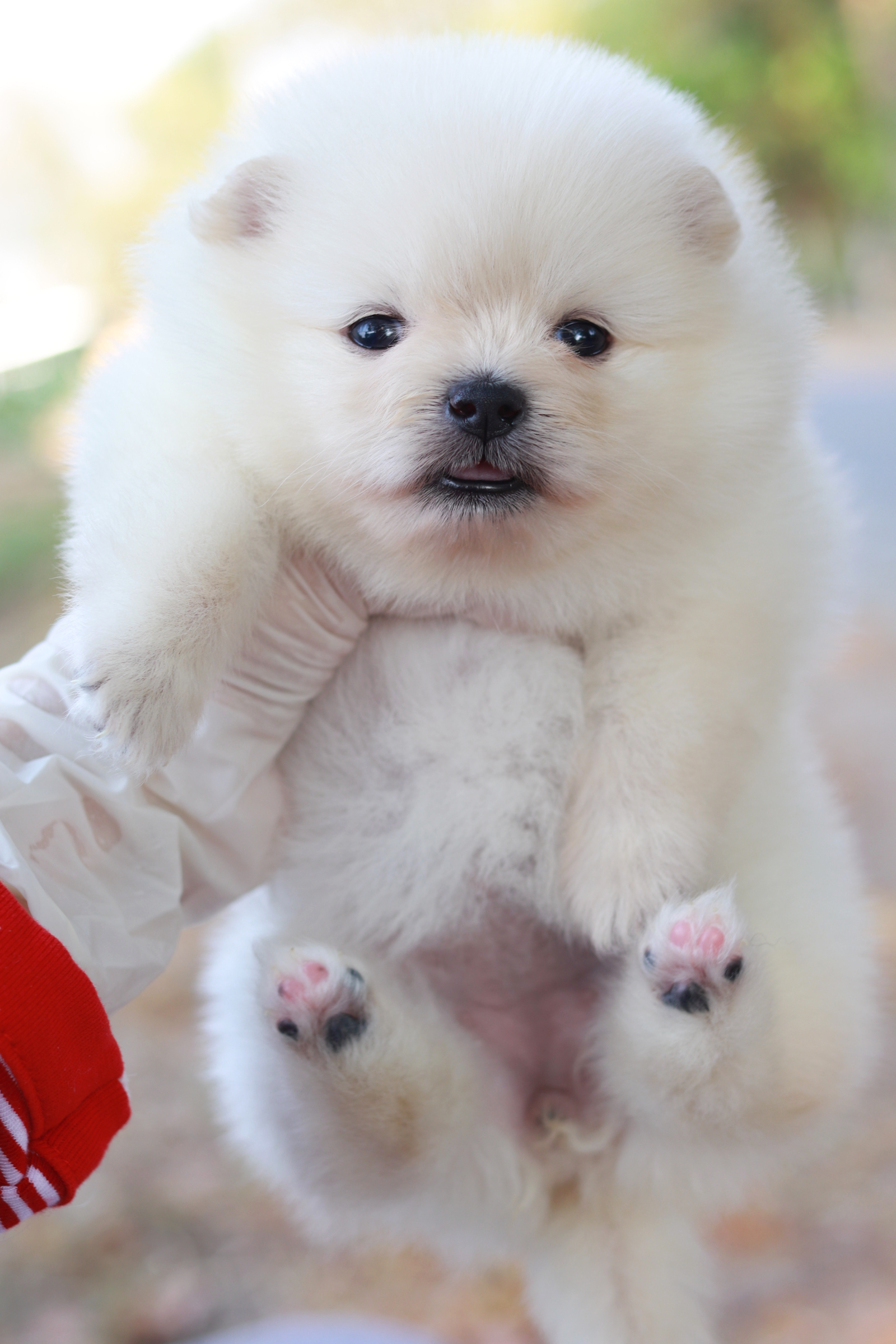 ปอมเมอเรเนียน เพศเมีย ไซส์เล็ก