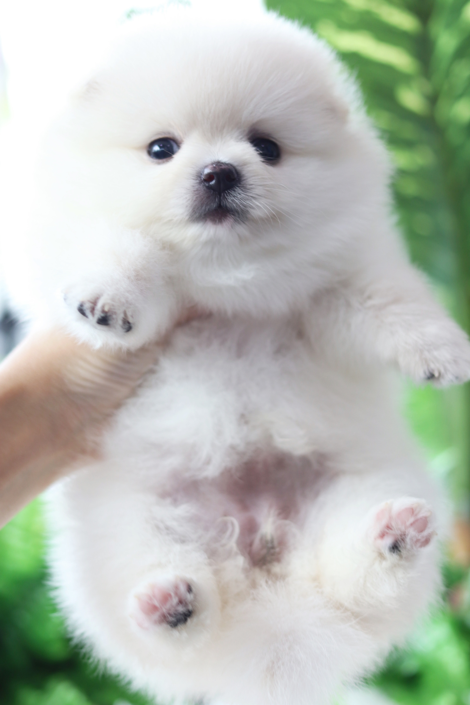 ปอมเมอเรเนียน เพศเมียสีขาวครีม