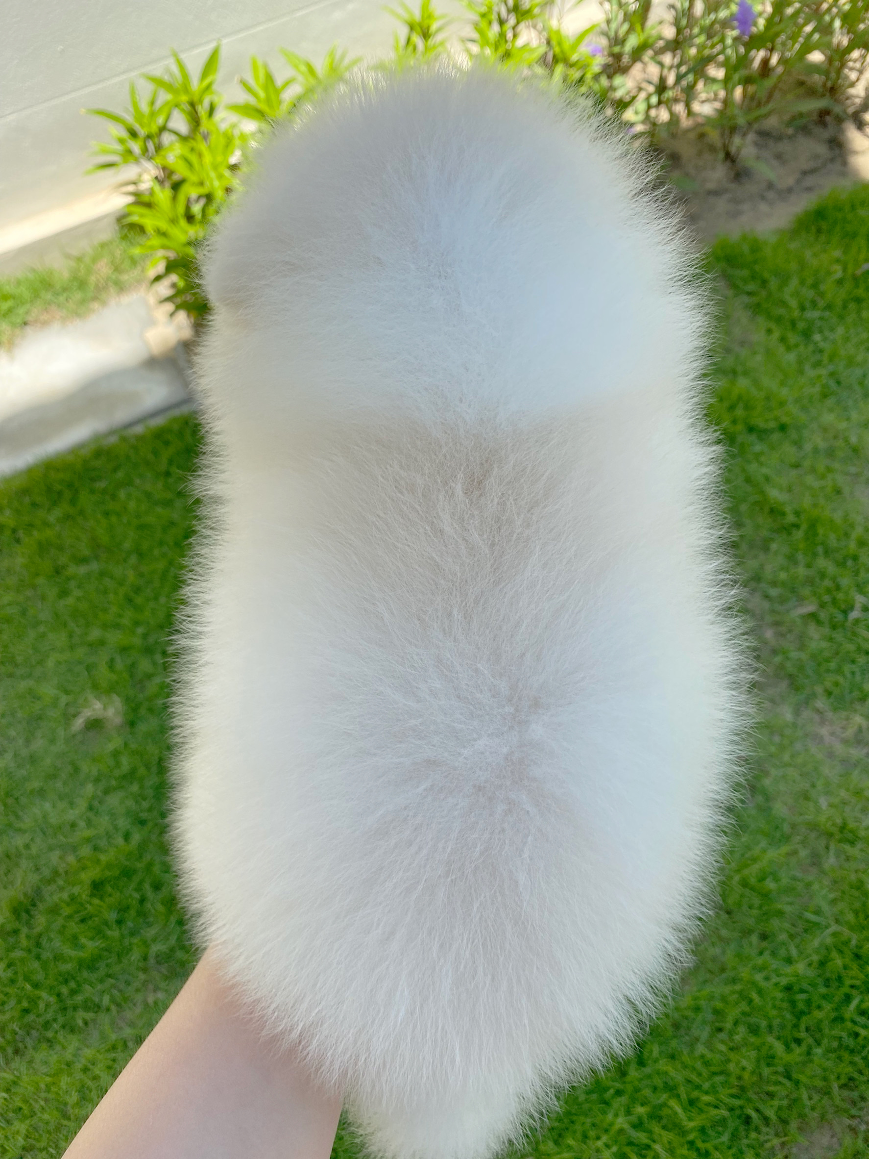 ปอมเมอเรเนียน เพศผู้ สีขาวครีม