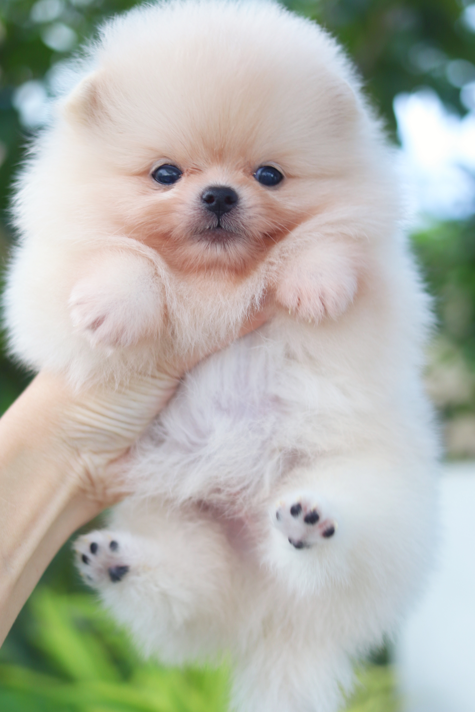 ปอมเมอเรเนียน เพศผู้สีครีม