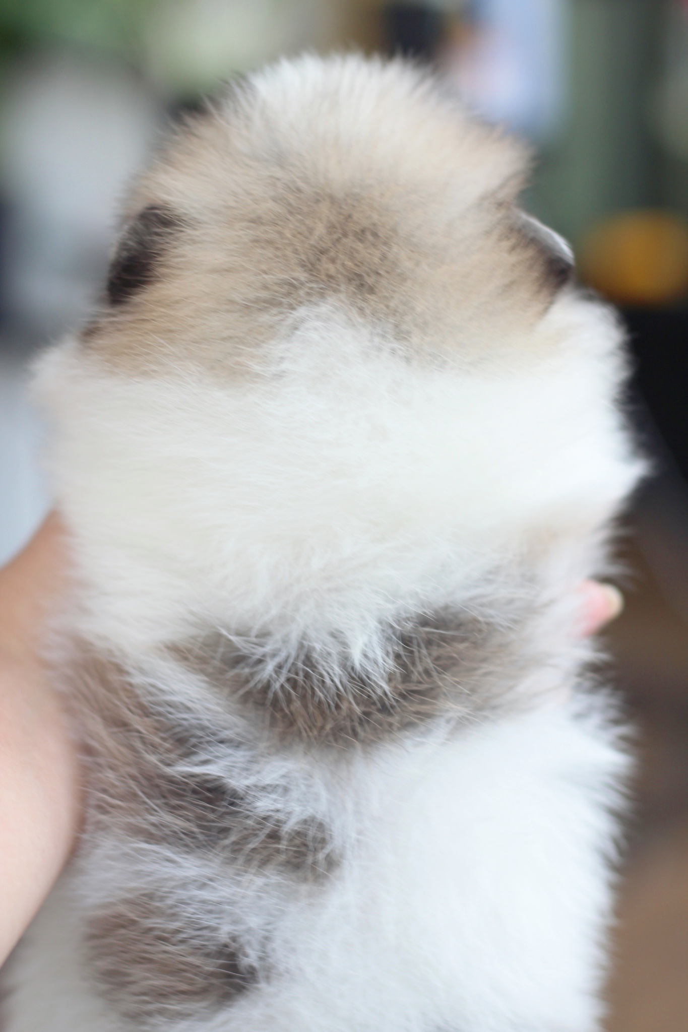 ปอมเมอเรเนียน เพศผู้ สีแฟนซี เกรดโชว์