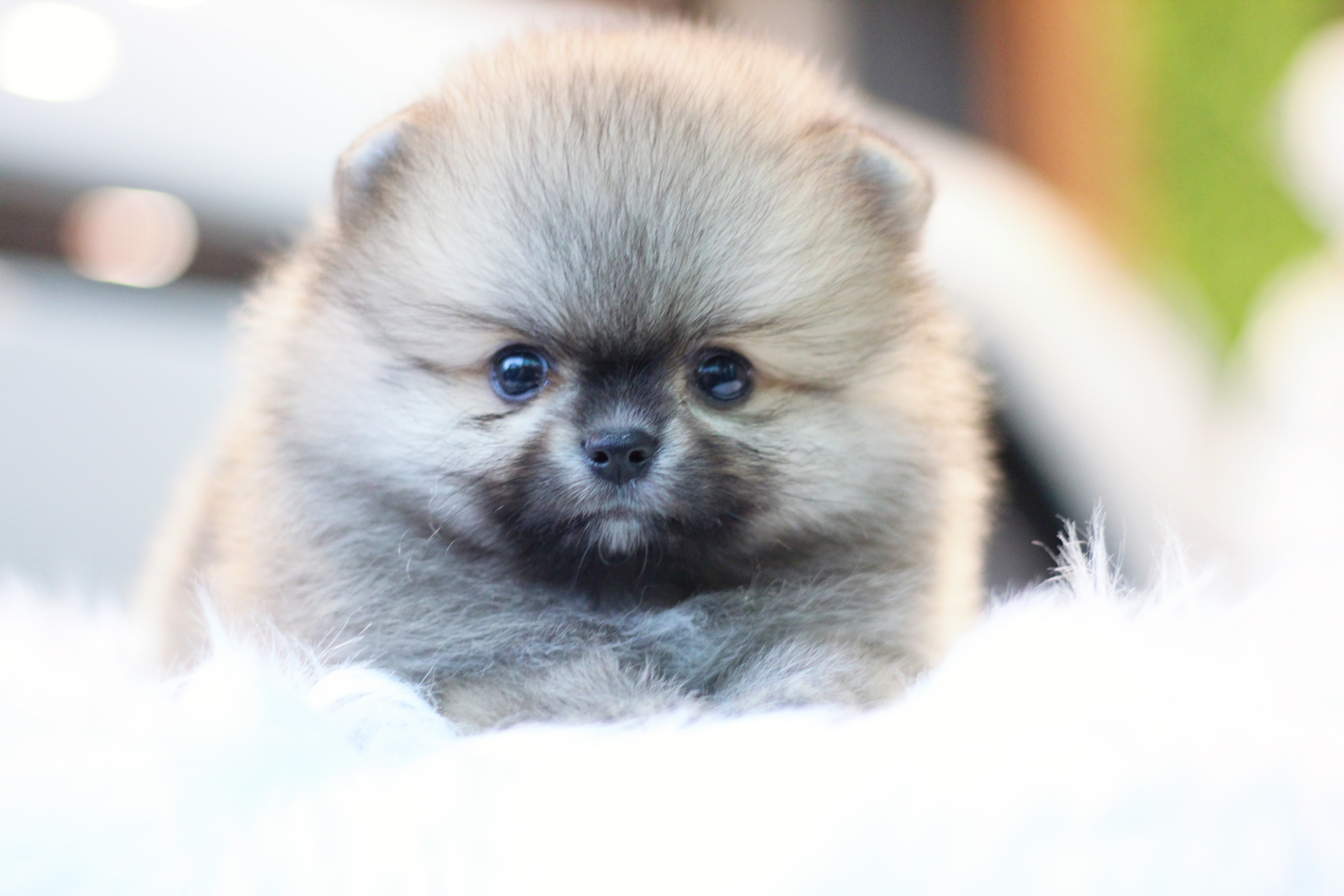 ปอมเมอเรเนียน เพศผู้ สีส้ม