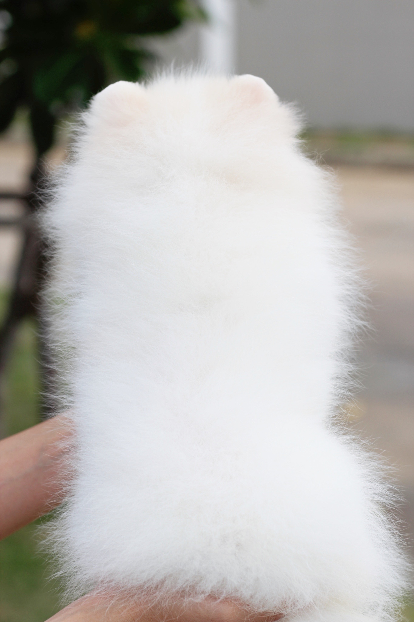 ปอมเมอเรเนียน เพศเมียสีขาวครีม