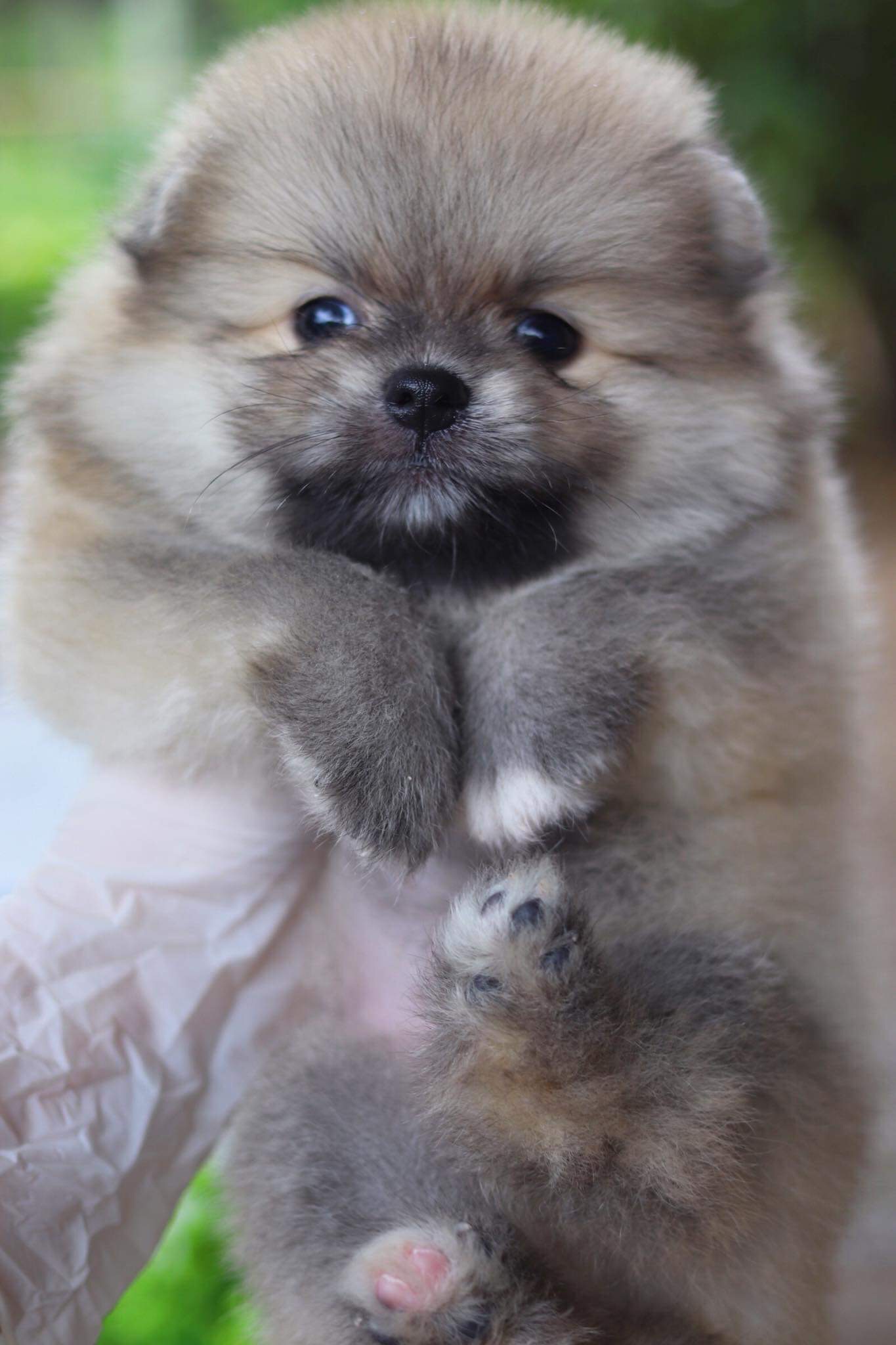 ปอมเมอเรเนียน เพศผู้