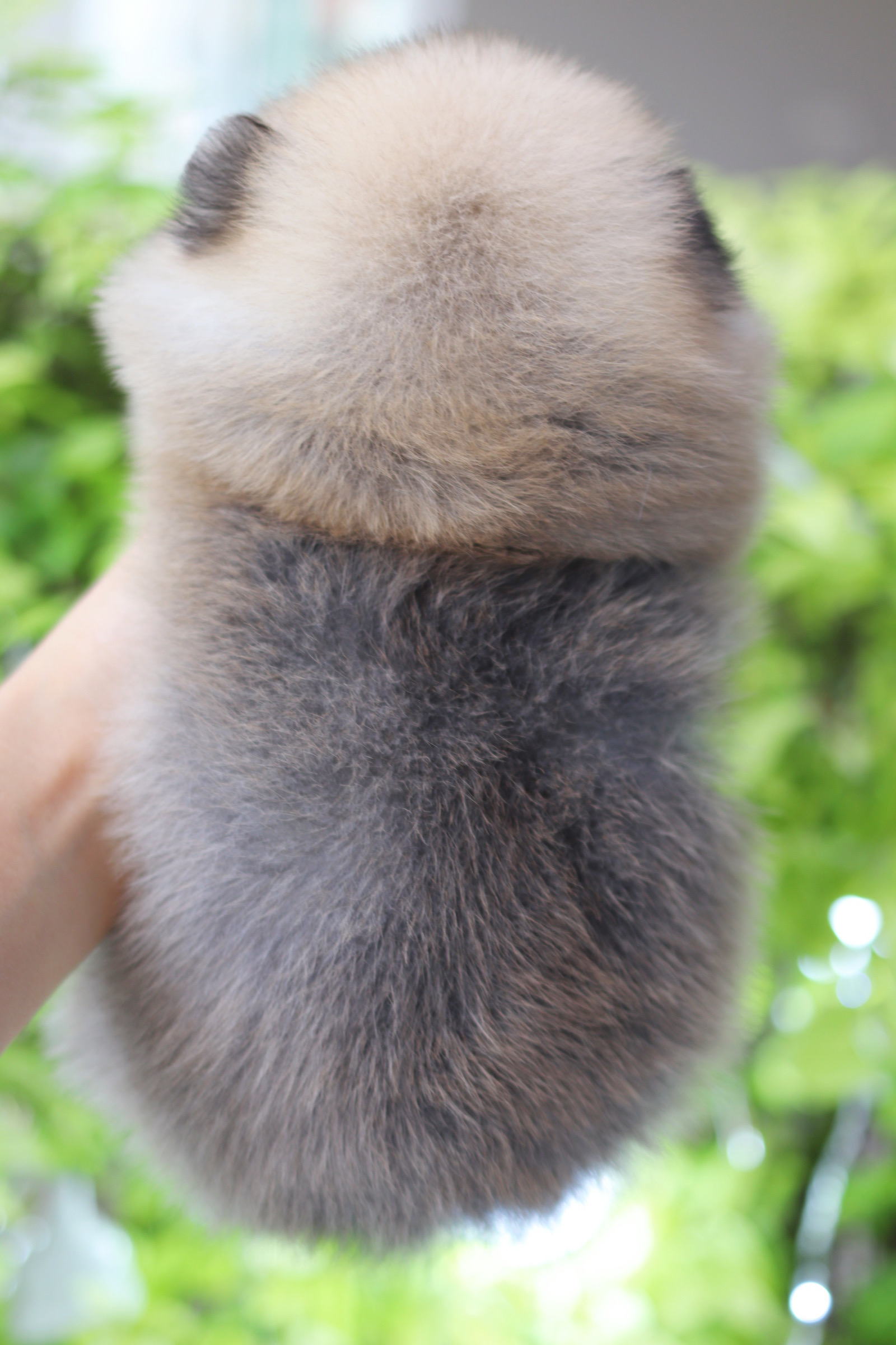 ปอมเมอเรเนียน เพศผู้สีส้ม