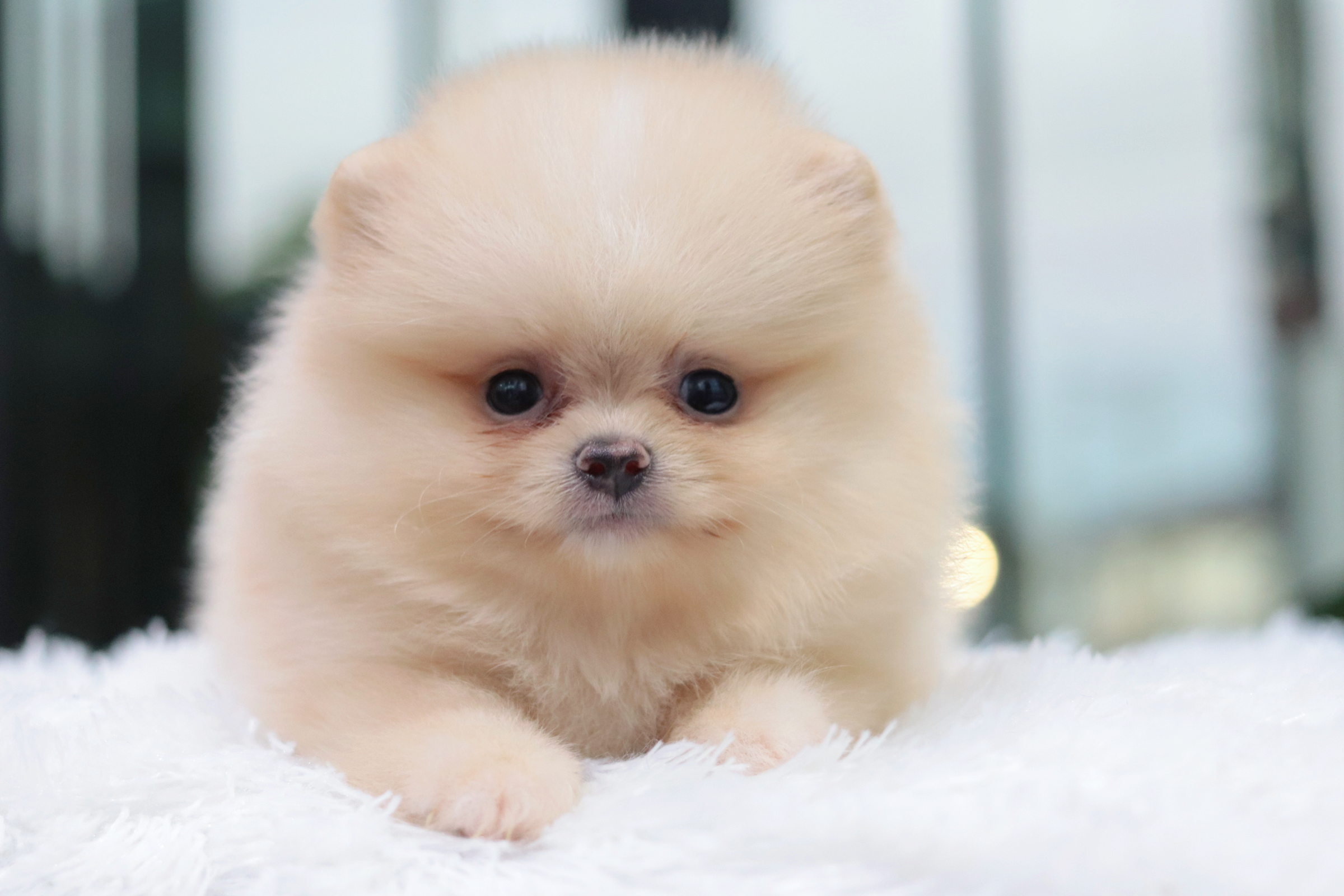 ปอมเมอเรเนียน เพศผู้สีครีม