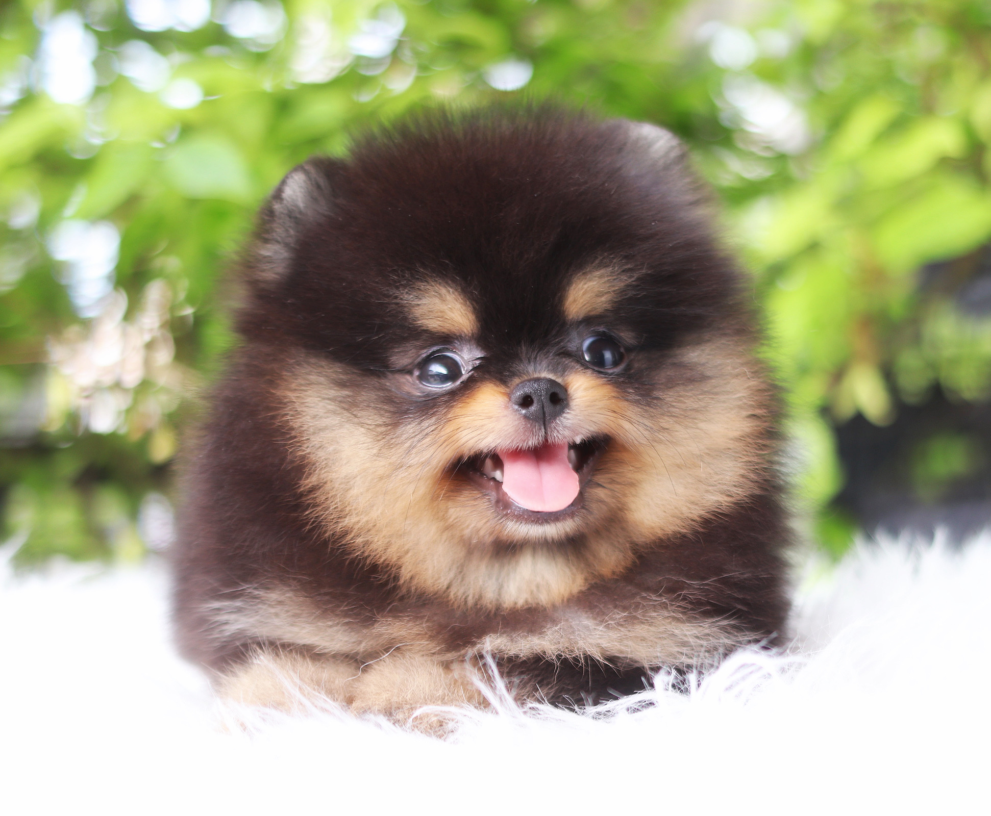 ปอมเมอเรเนียน เพศผู้ แบล็คแทนเกรดโชว์