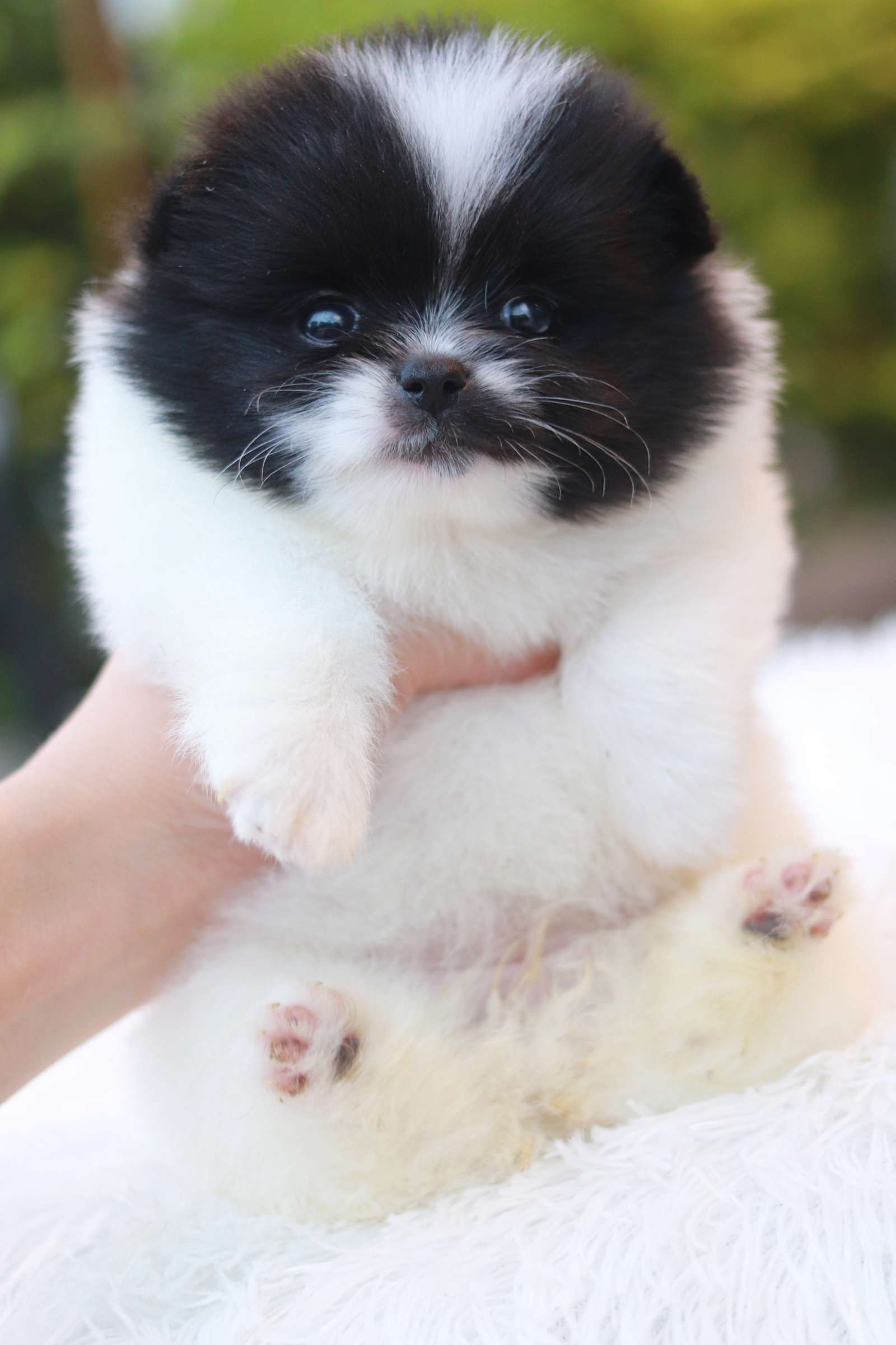 ปอมเมอเรเนียน เพศเมีย แฟนซีขาวดำ