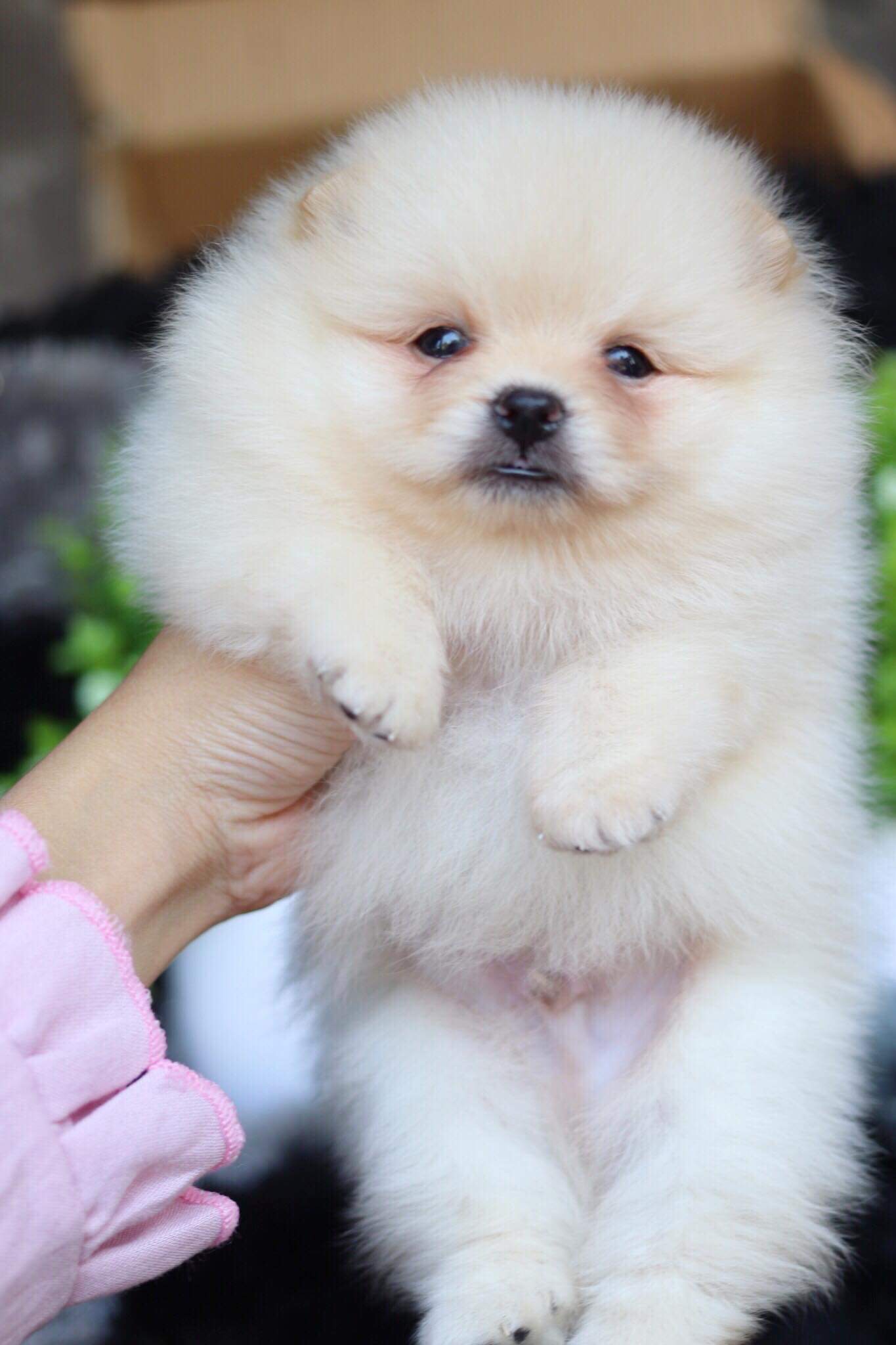 ปอมเมอเรเนียน เพศผู้