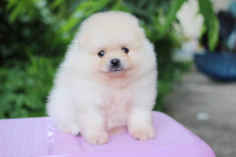 ปอมเมอเรเนียน เพศผู้