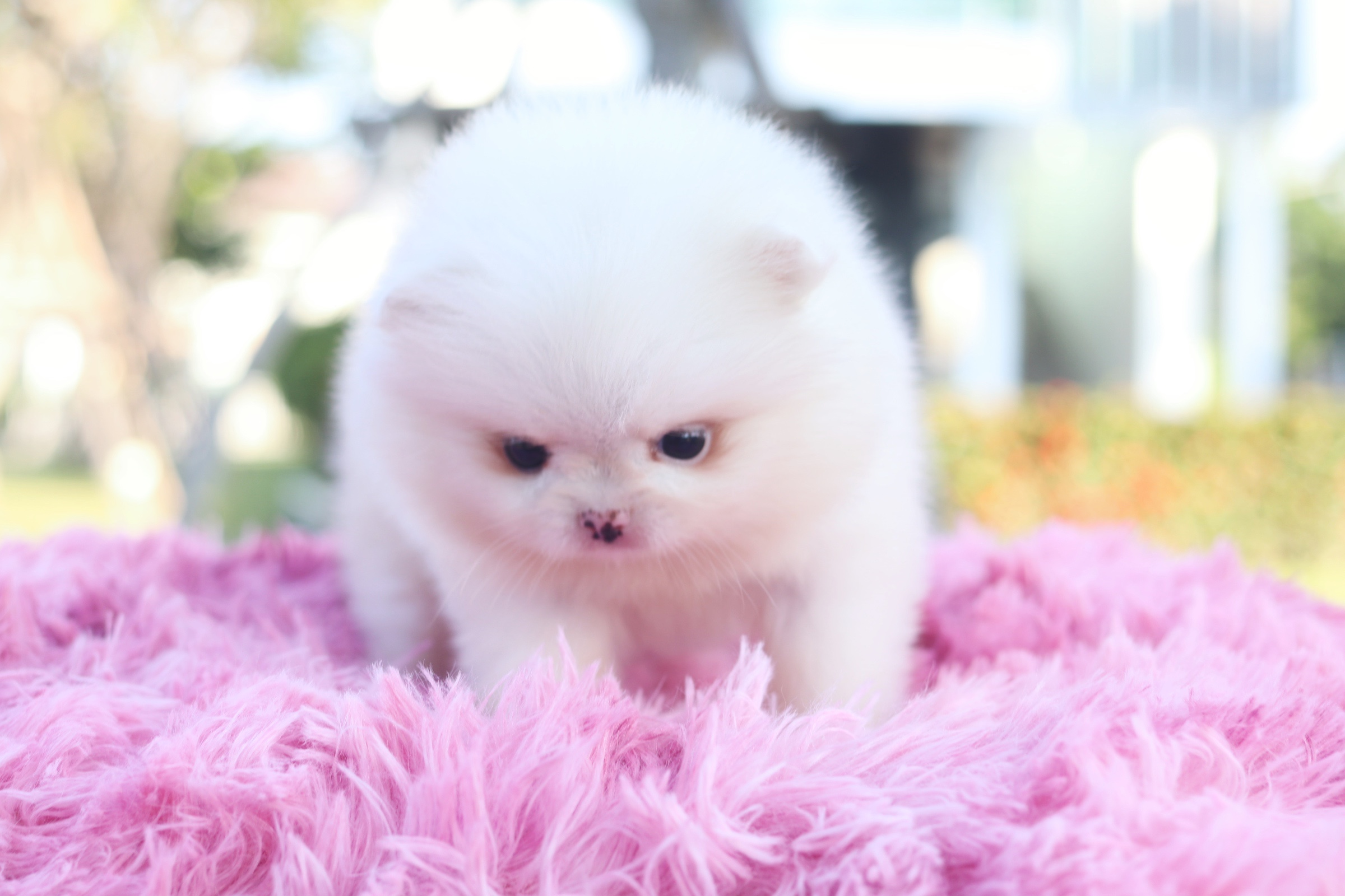 ปอมเมอเรเนียน เพศเมีย ไซส์เล็กขาวครีม