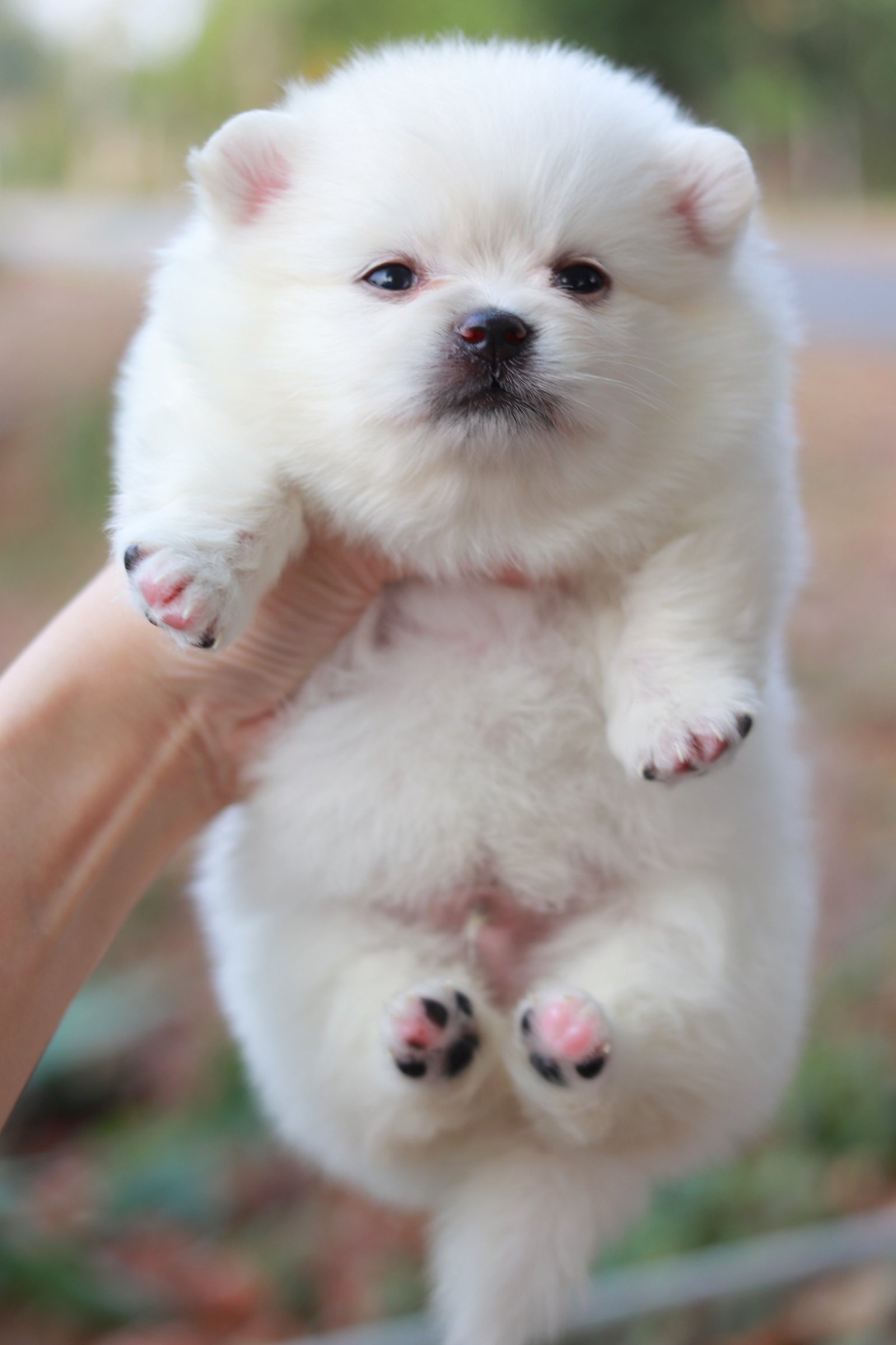 ปอมเมอเรเนียน เพศผู้