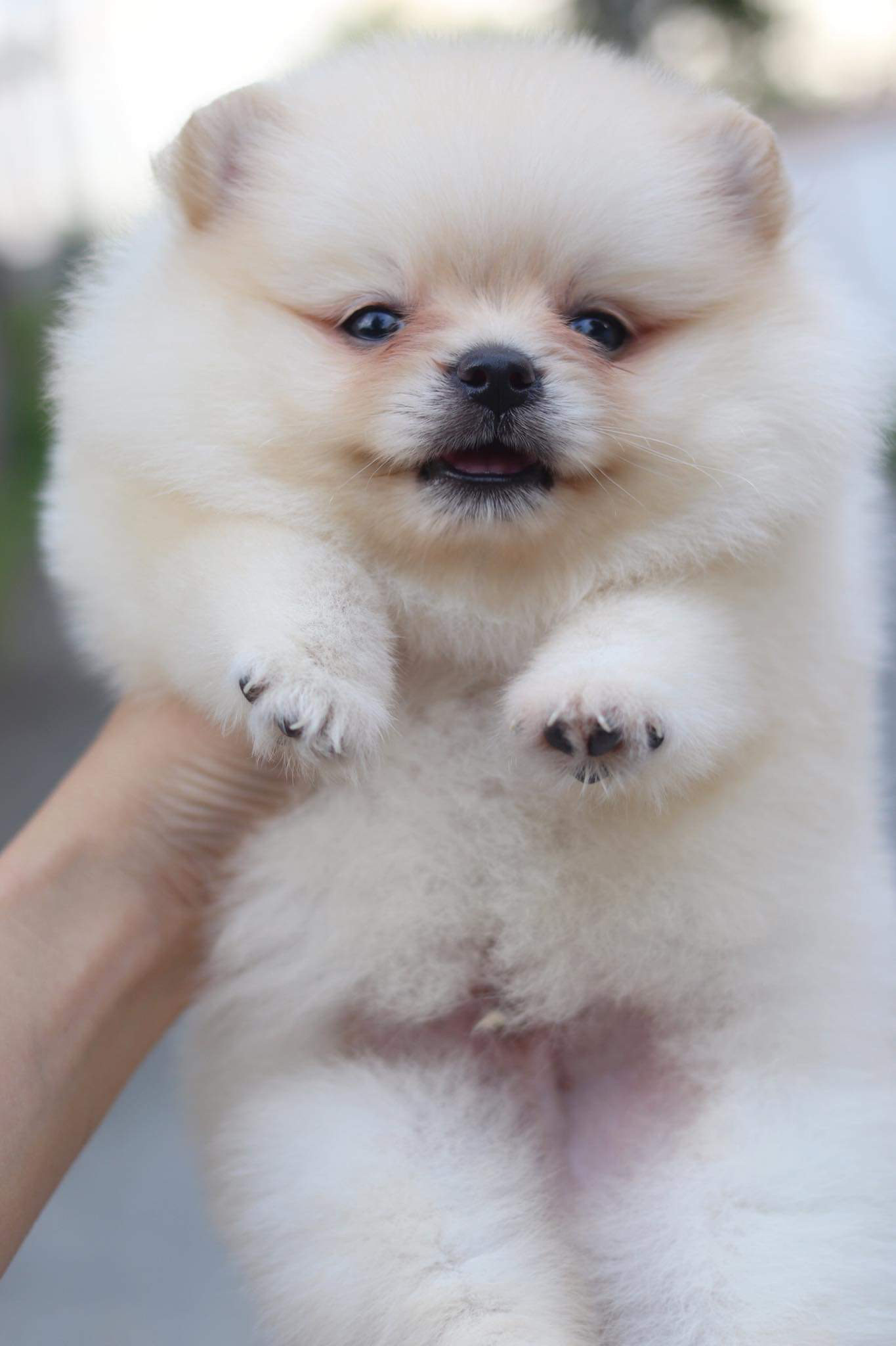 ปอมเมอเรเนียน เพศผู้