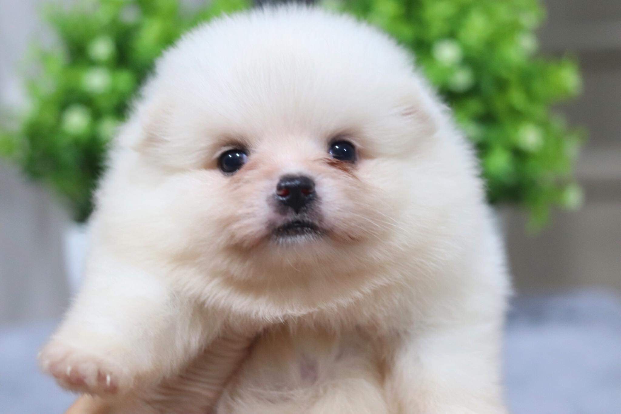 ปอมเมอเรเนียน เพศผู้