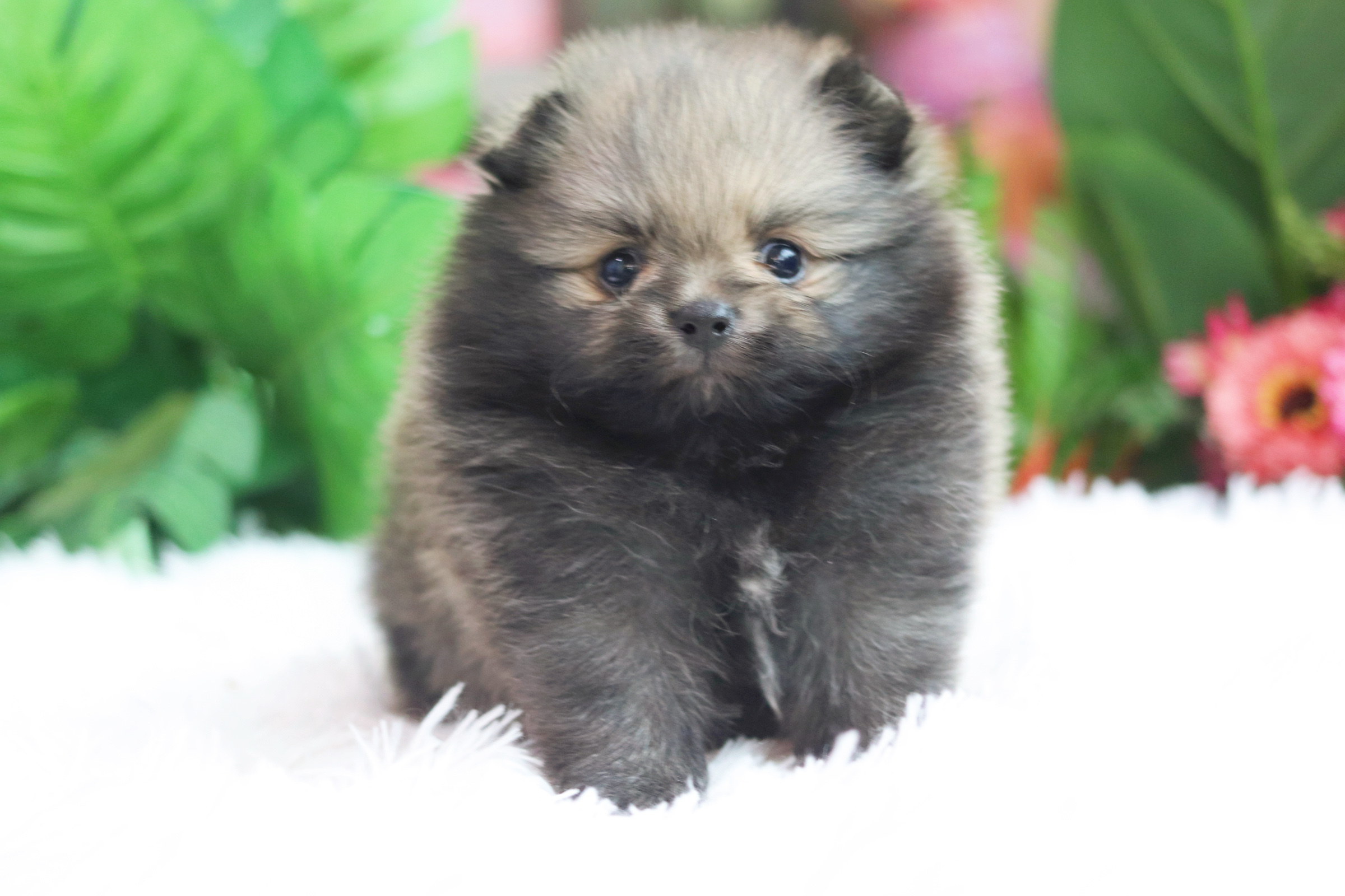 ปอมเมอเรเนียน เพศผู้ สีส้ม