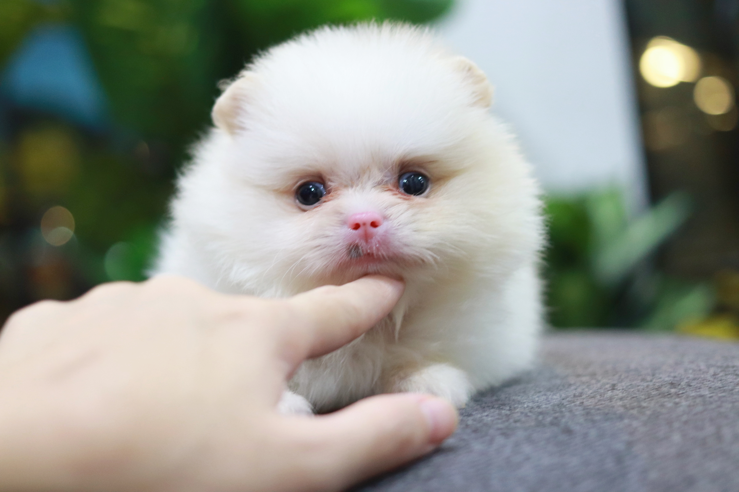 ปอมเมอเรเนียน เพศเมีย