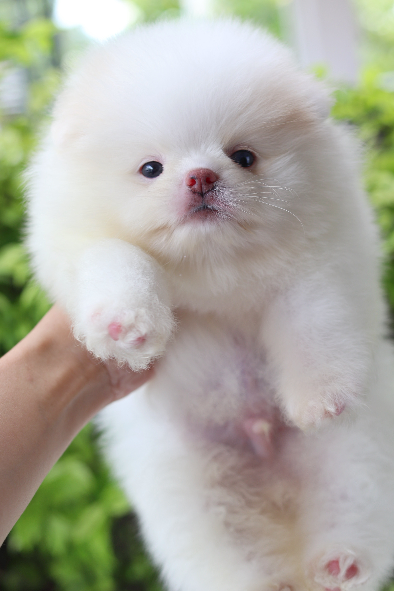 ปอมเมอเรเนียน เพศผู้สีขาวครีม