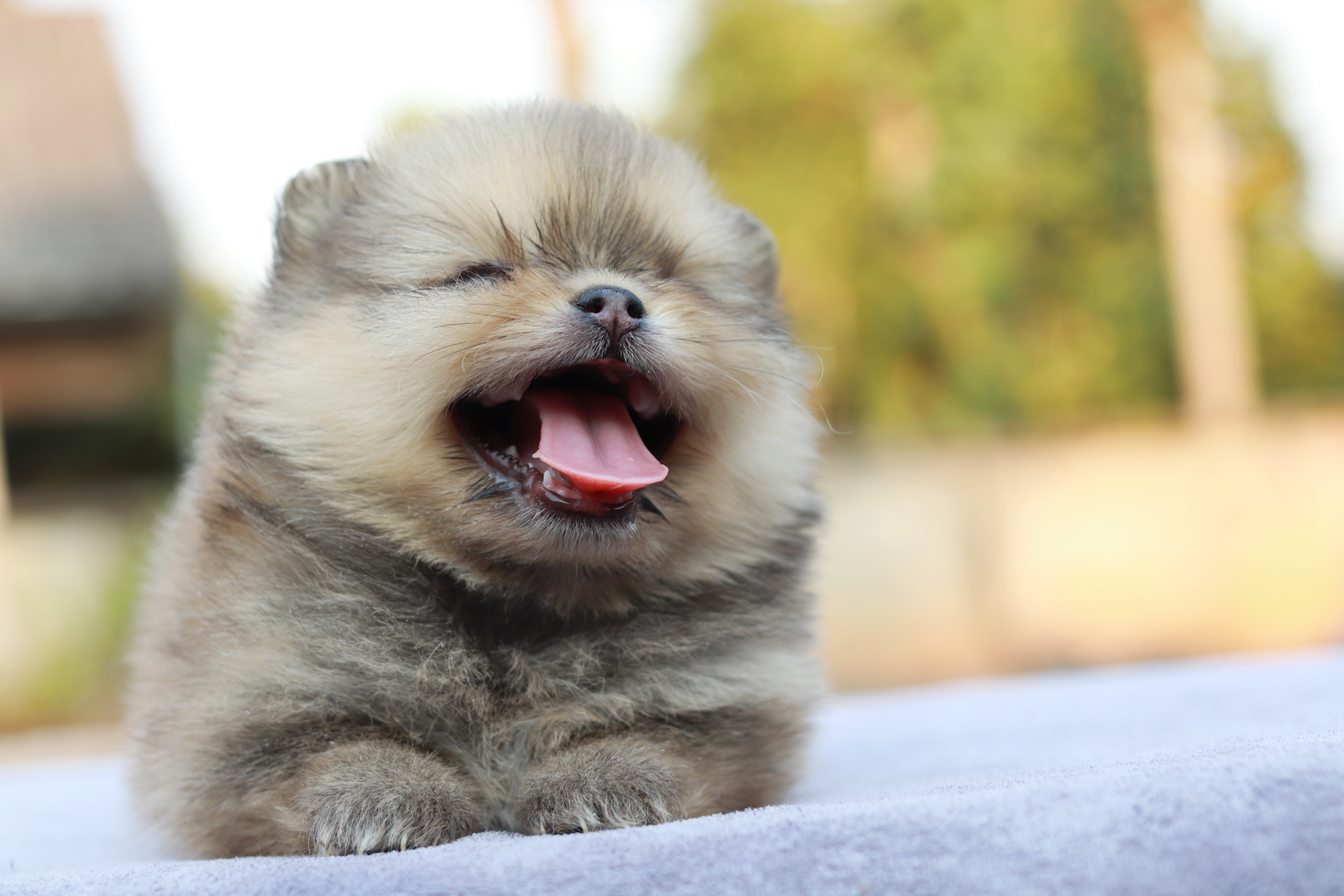 ปอมเมอเรเนียน เพศเมีย