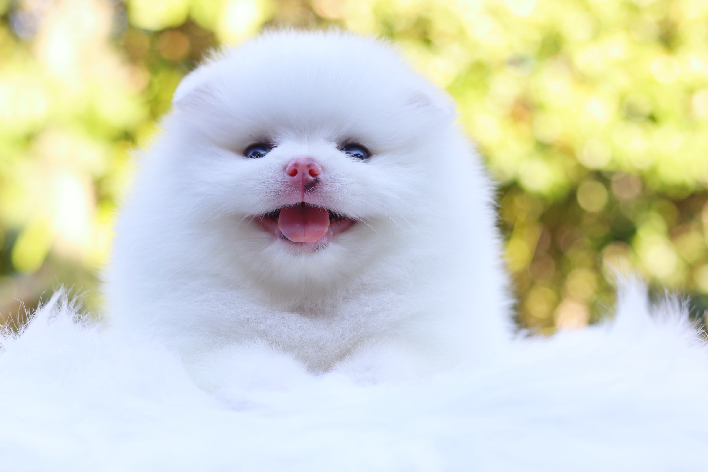 ปอมเมอเรเนียน เพศผู้ สีขาว