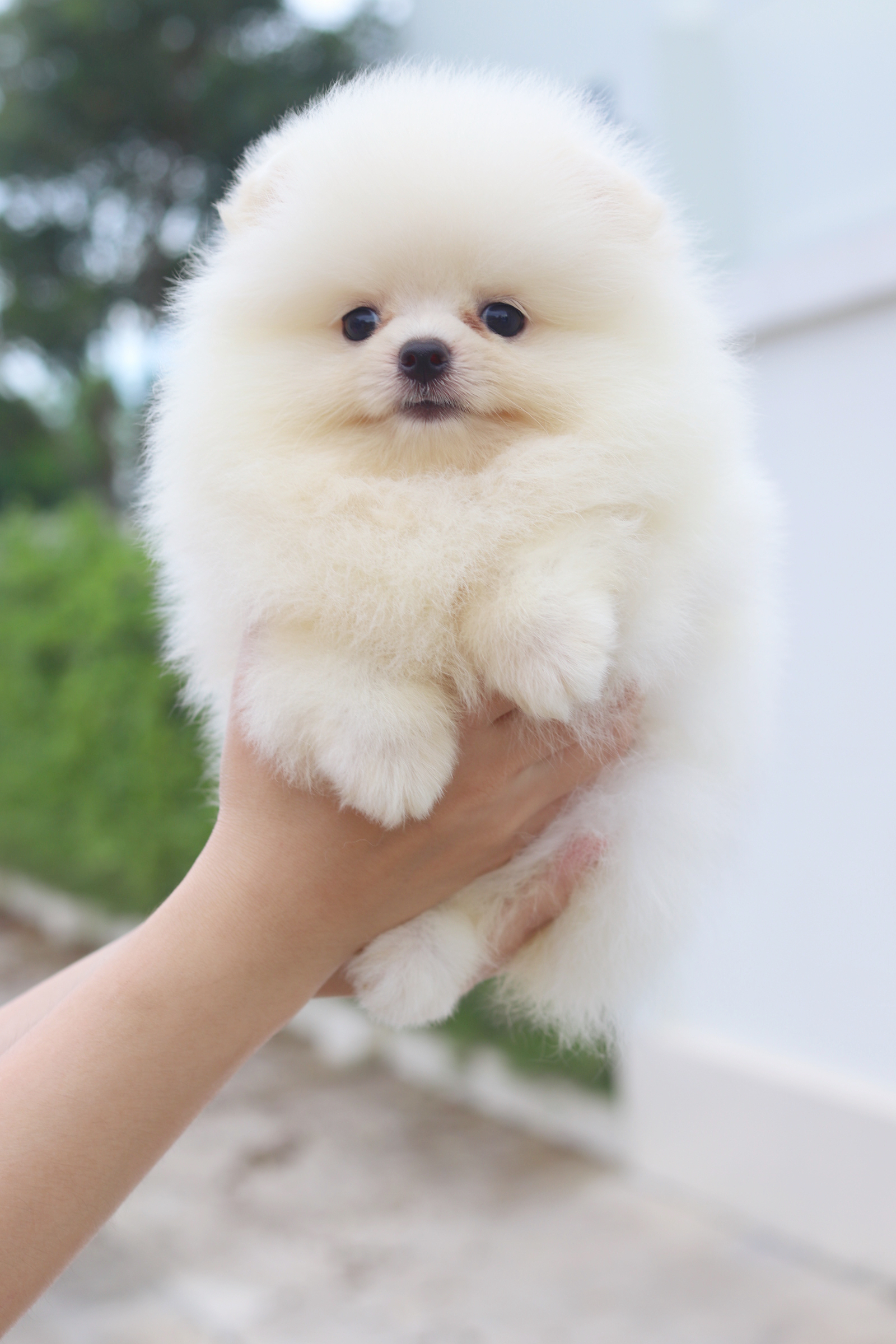 ปอมเมอเรเนียน เพศเมียสีขาวครีม