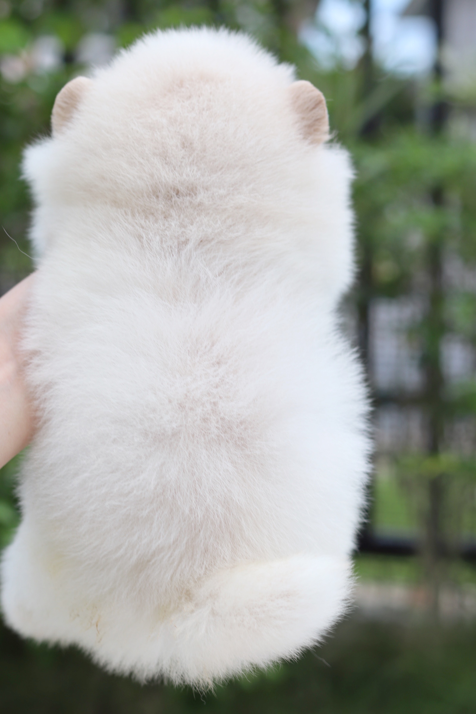 ปอมเมอเรเนียน เพศผู้ สีขาวครีม