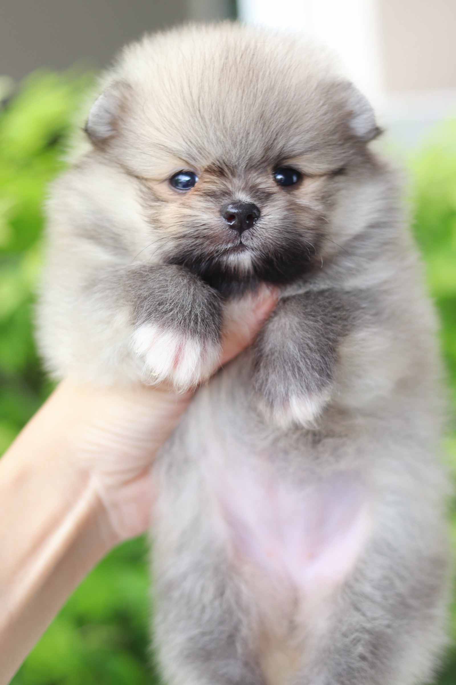 ปอมเมอเรเนียน เพศเมียสีส้ม เกรดโชว์