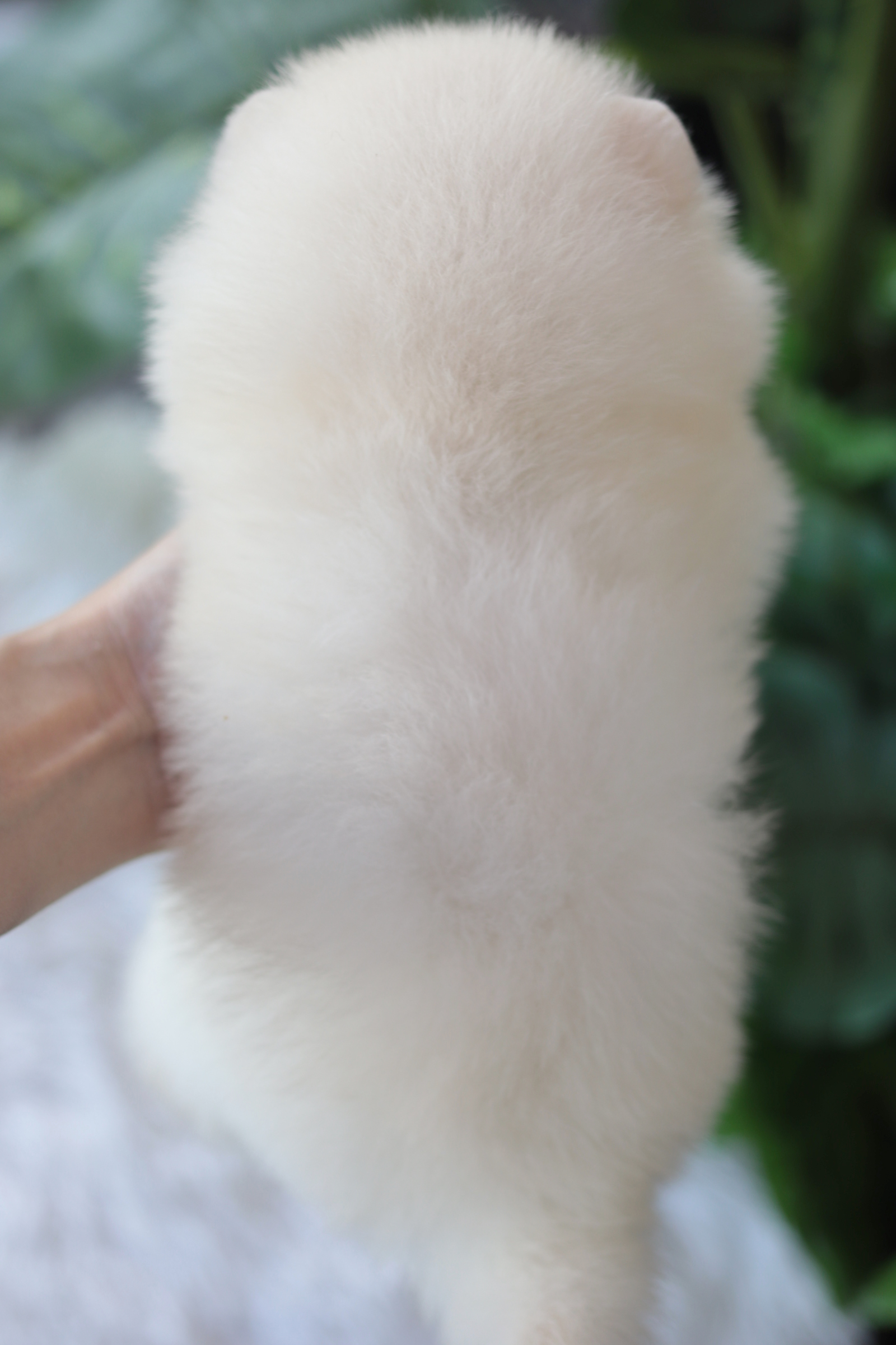 ปอมเมอเรเนียน เพศสีขาวเพศผู้หน้าตุ๊กตา