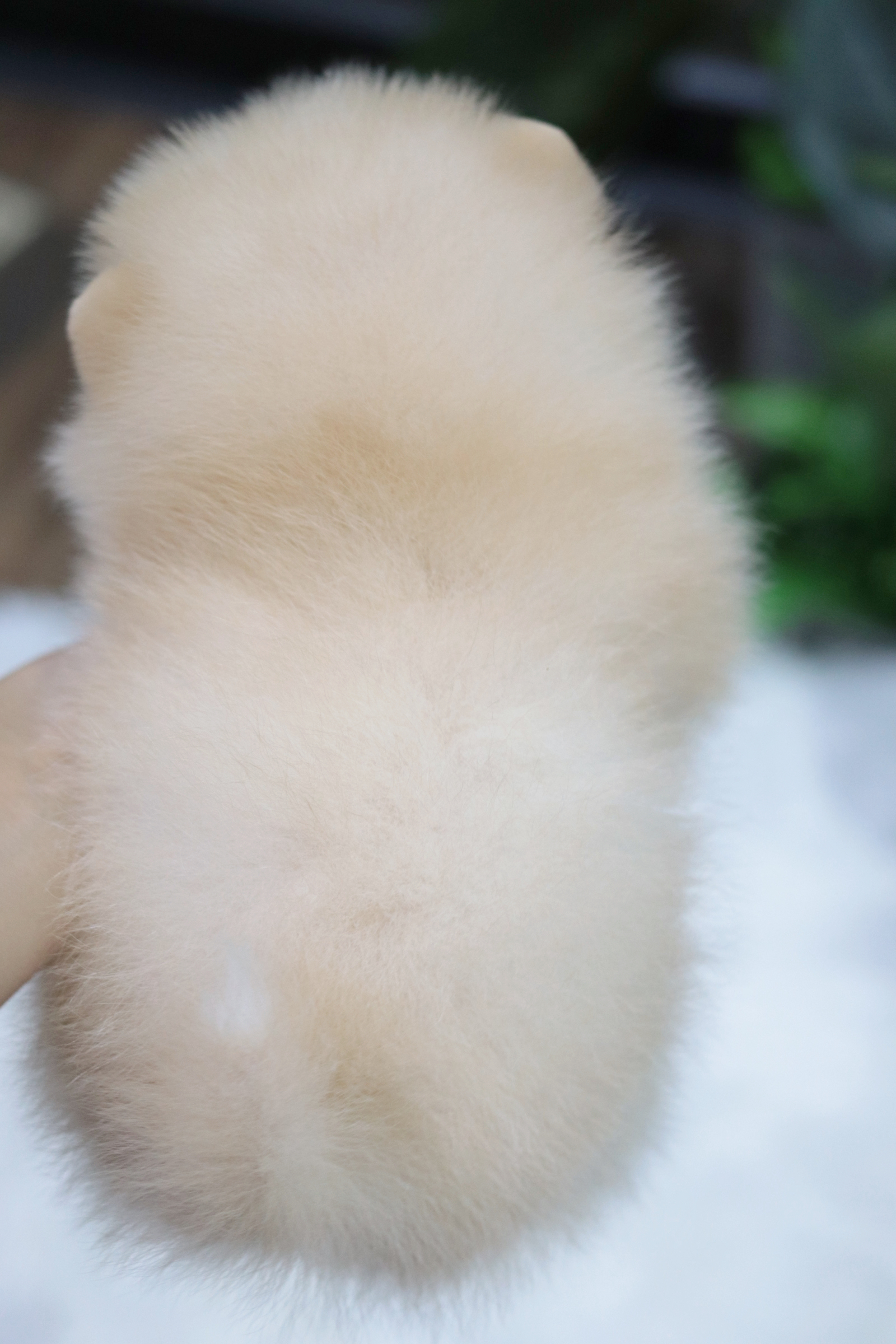 ปอมเมอเรเนียน เพศผู้สีครีม