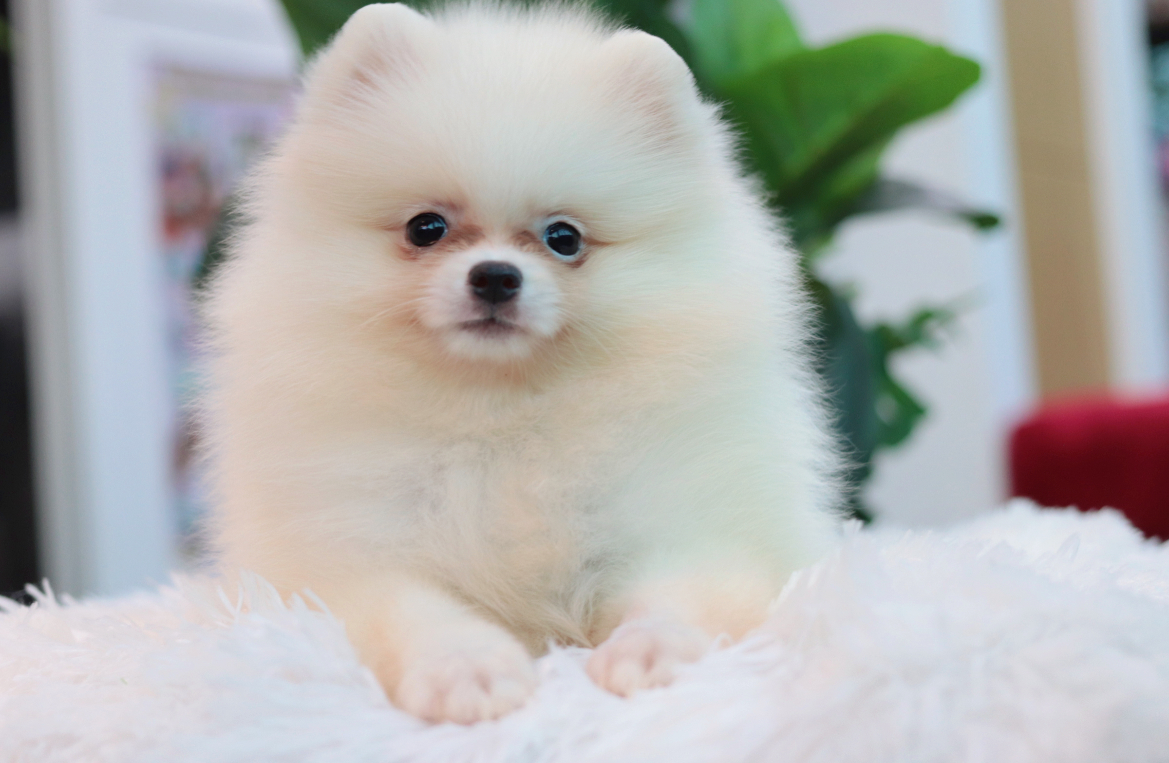 ปอมเมอเรเนียน เพศเมียสีขาว