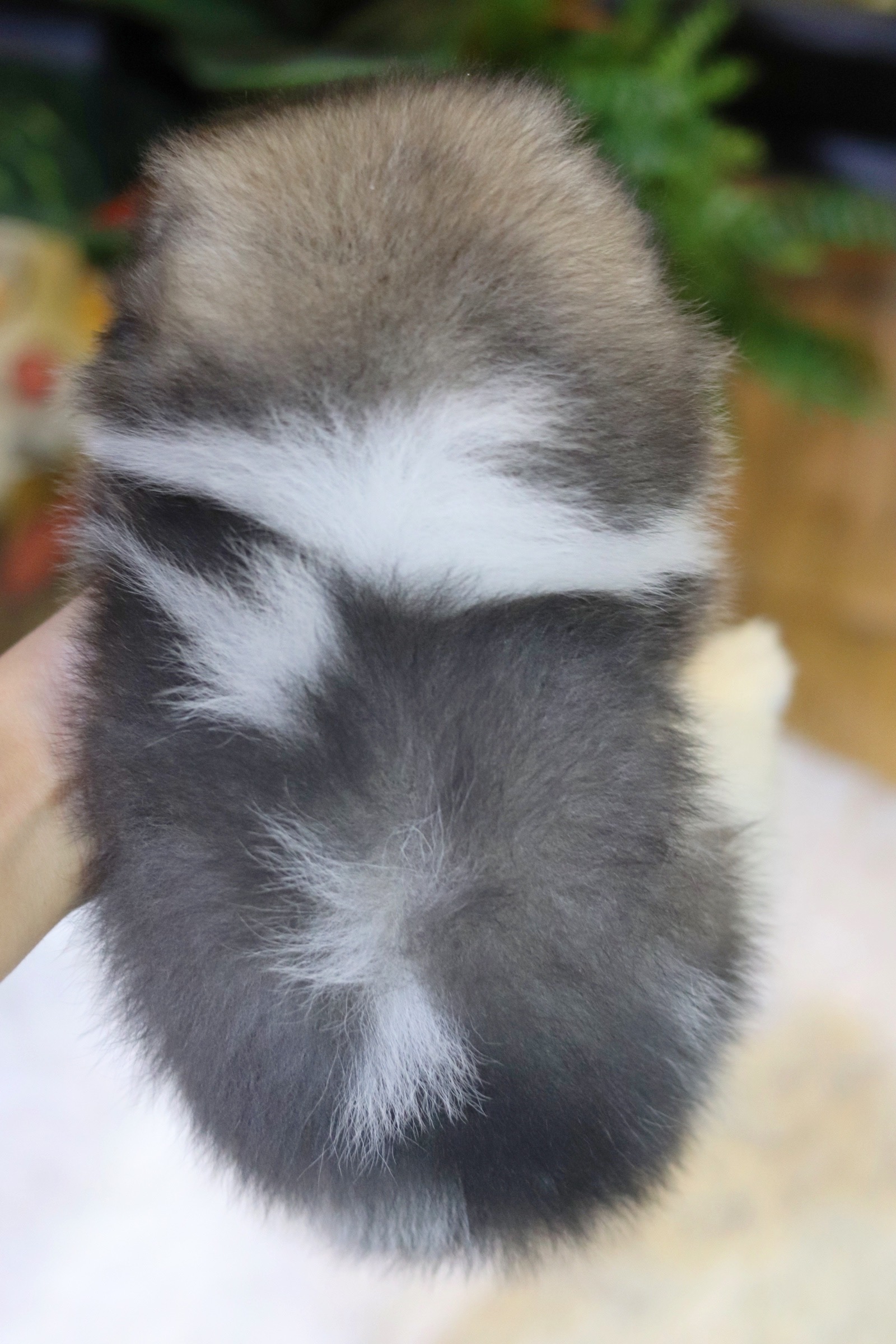 ปอมเมอเรเนียน เพศผู้ แฟนซี