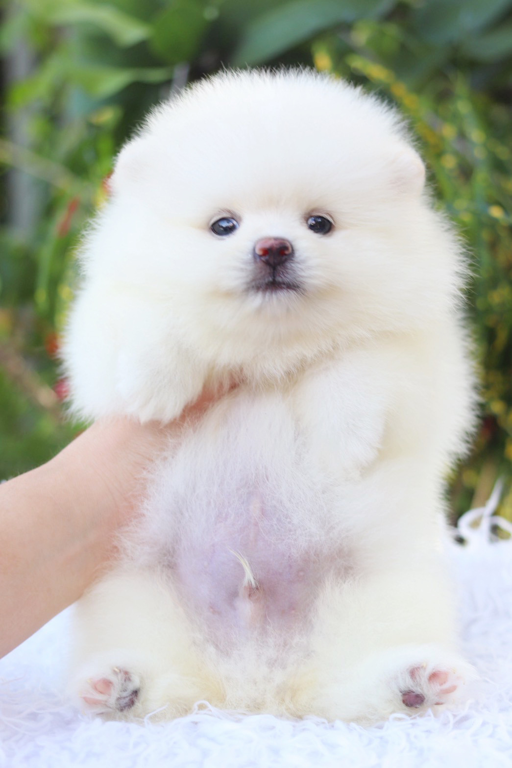 ปอมเมอเรเนียน เพศผู้สีขาวครีม