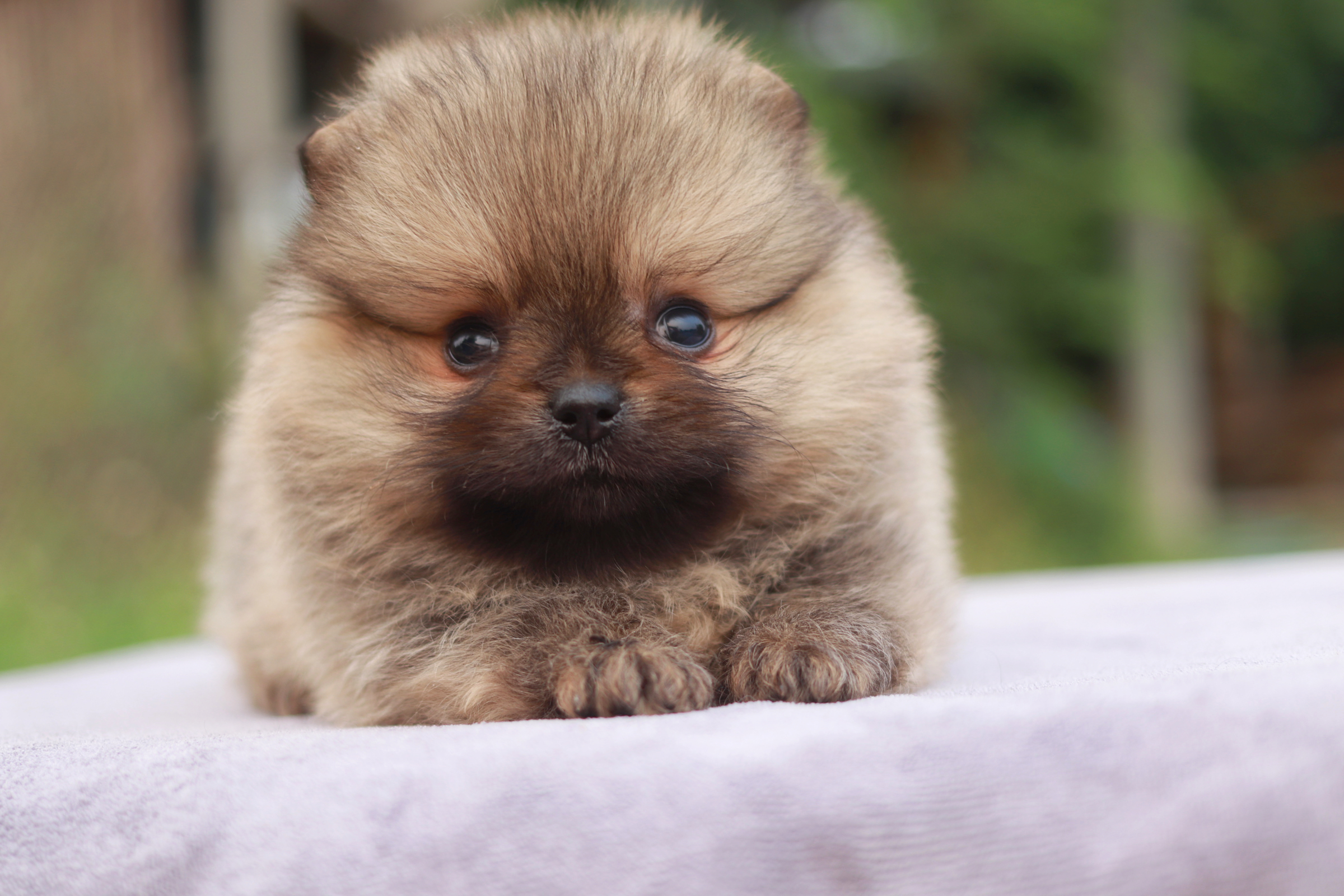 ปอมเมอเรเนียน เพศเมีย