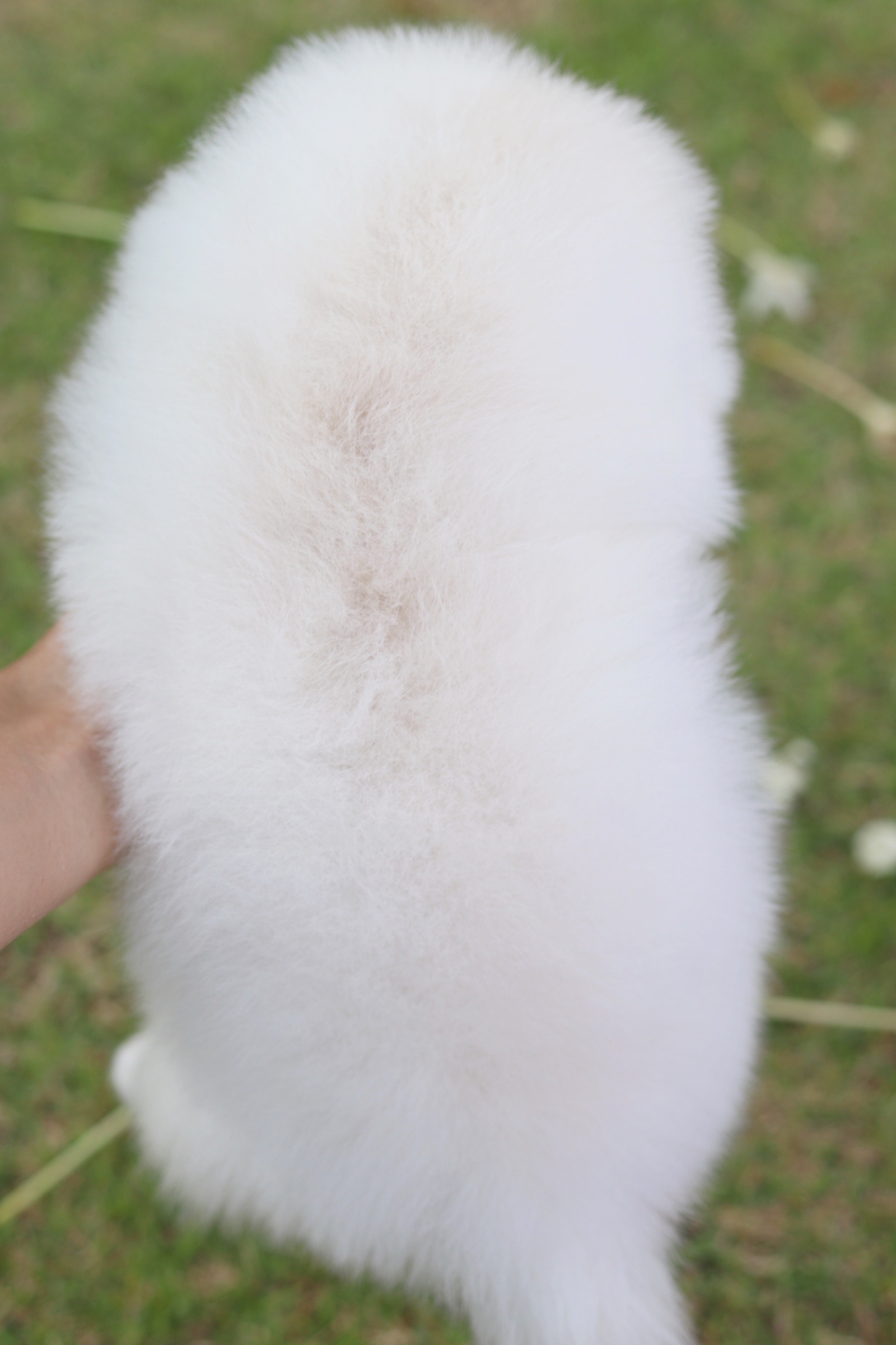 ปอมเมอเรเนียน เพศผู้ สีขาวครีม ไซส์ปกติ หน้าฟ็อก