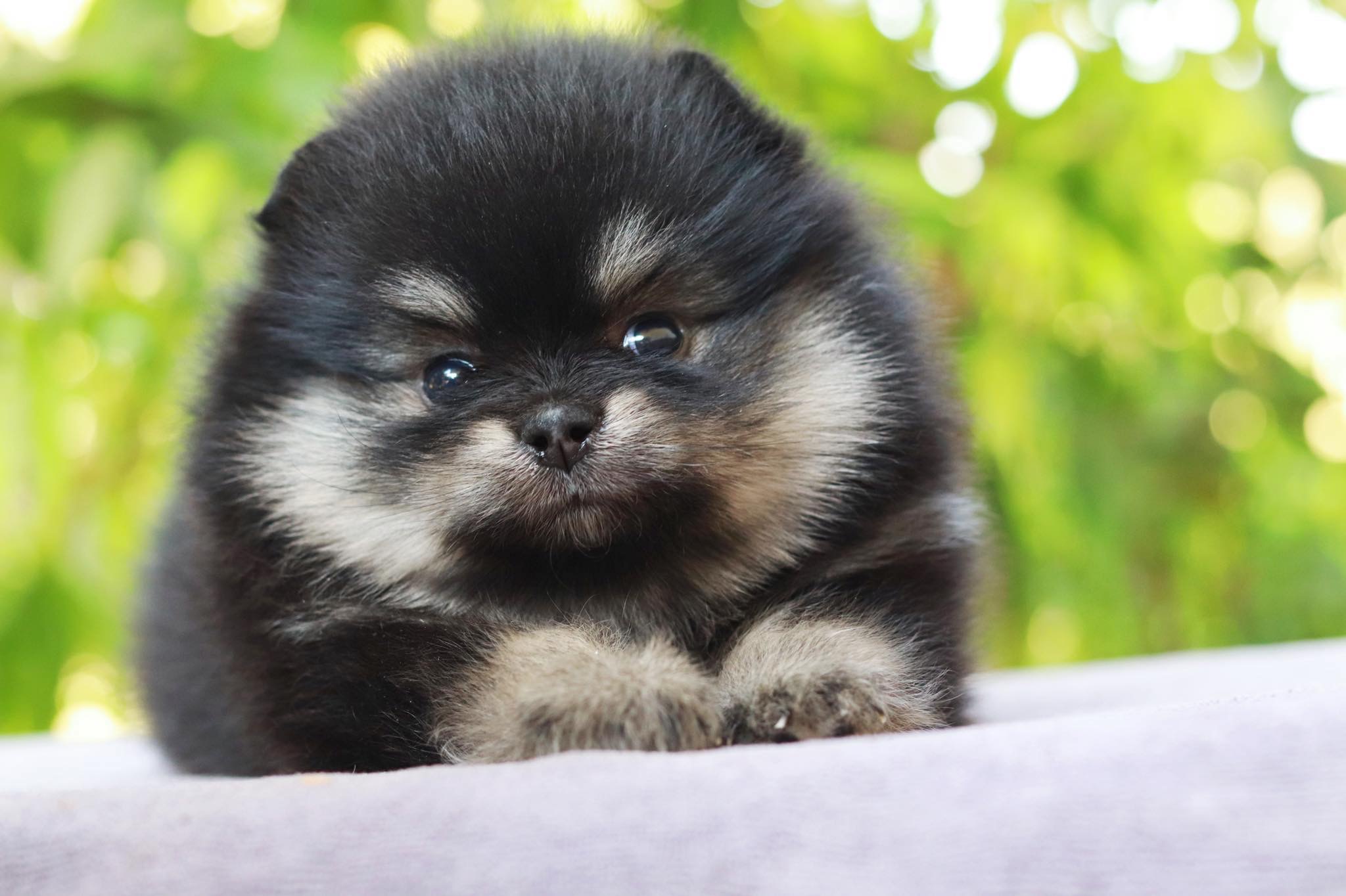 ปอมเมอเรเนียน เพศเมียมแบล็คแทน