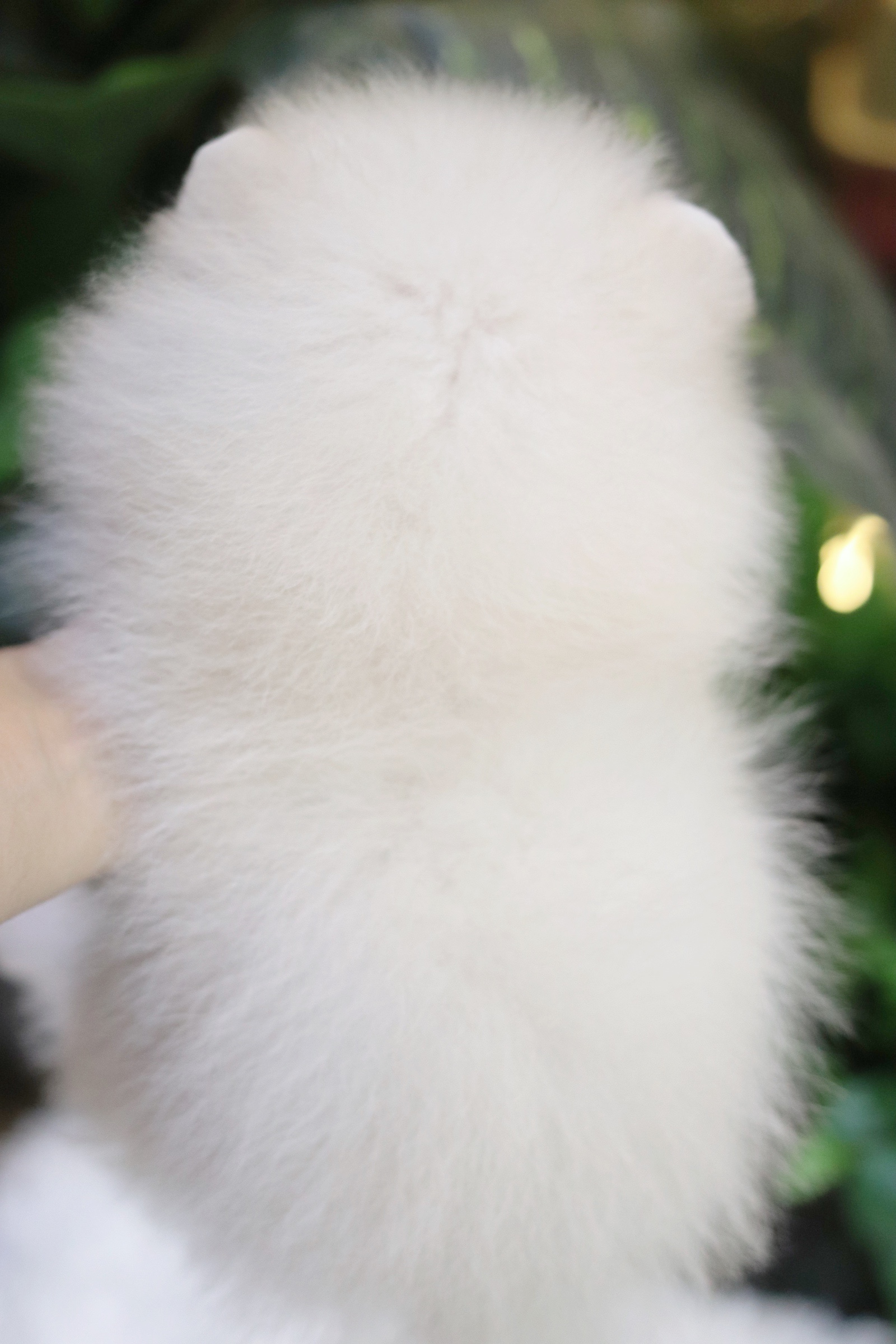 ปอมเมอเรเนียน เพศผู้ขาวครีม