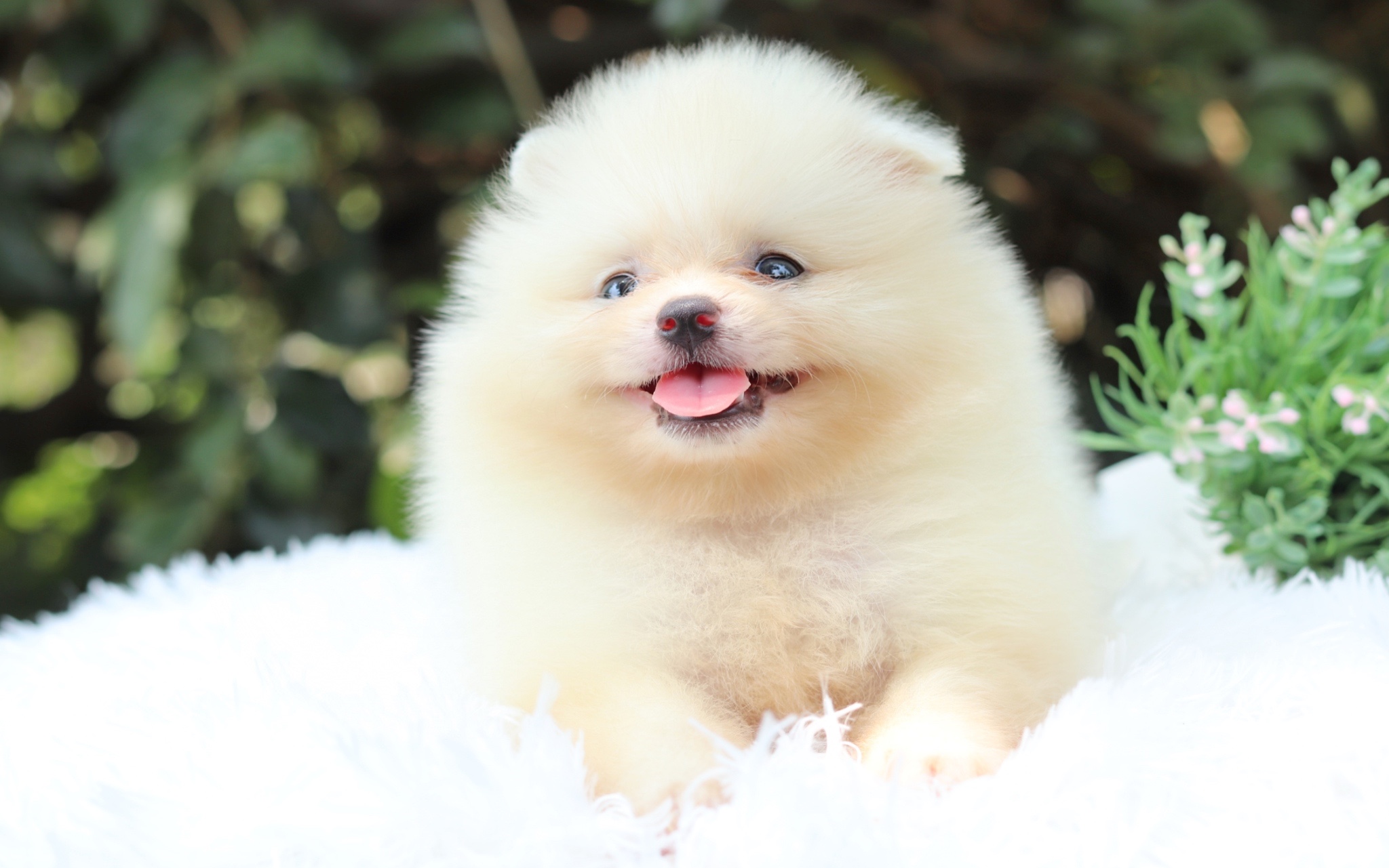 ปอมเมอเรเนียน เพศเมีย สีขาวครีม