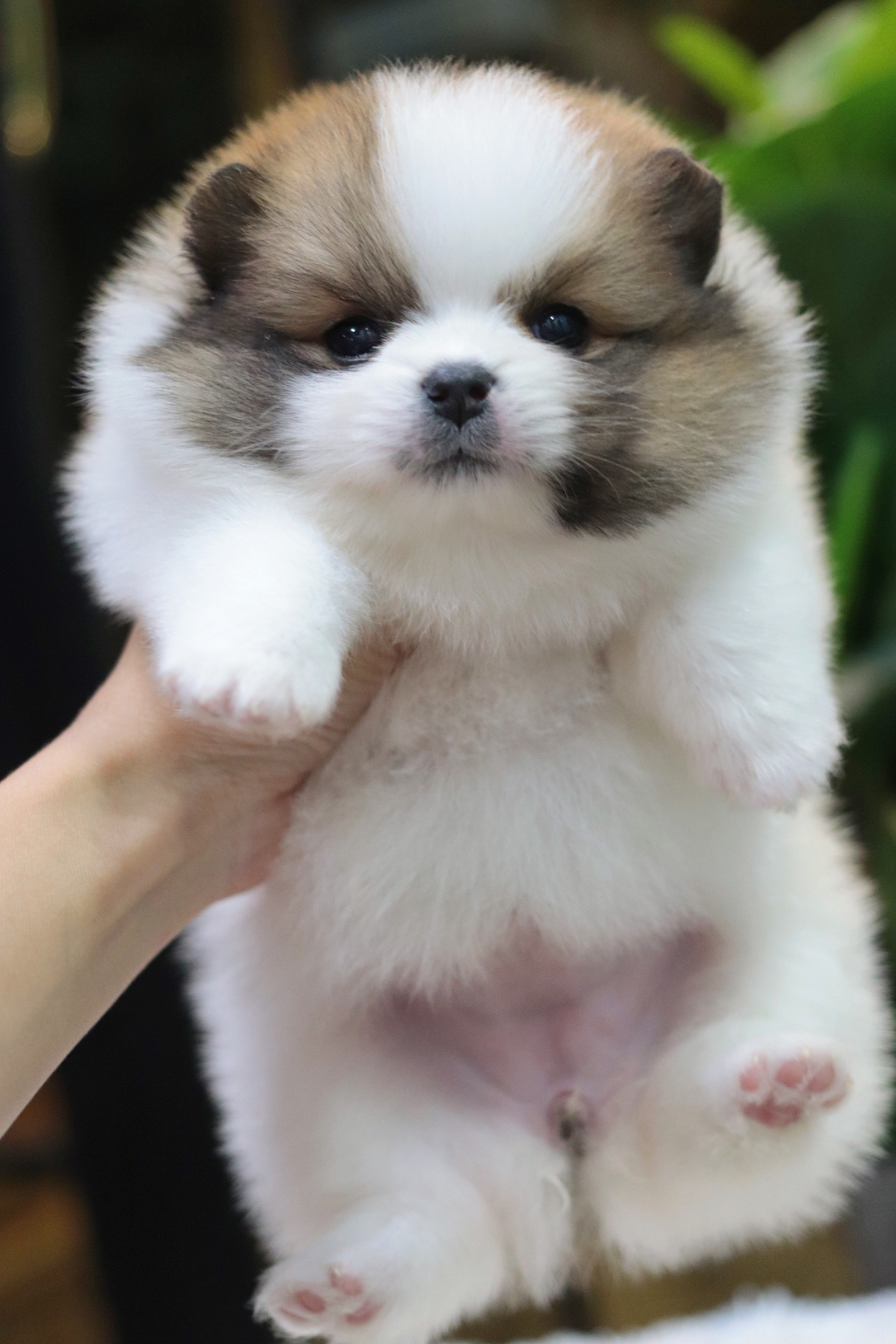 ปอมเมอเรเนียน เพศเมียสีแฟนซี