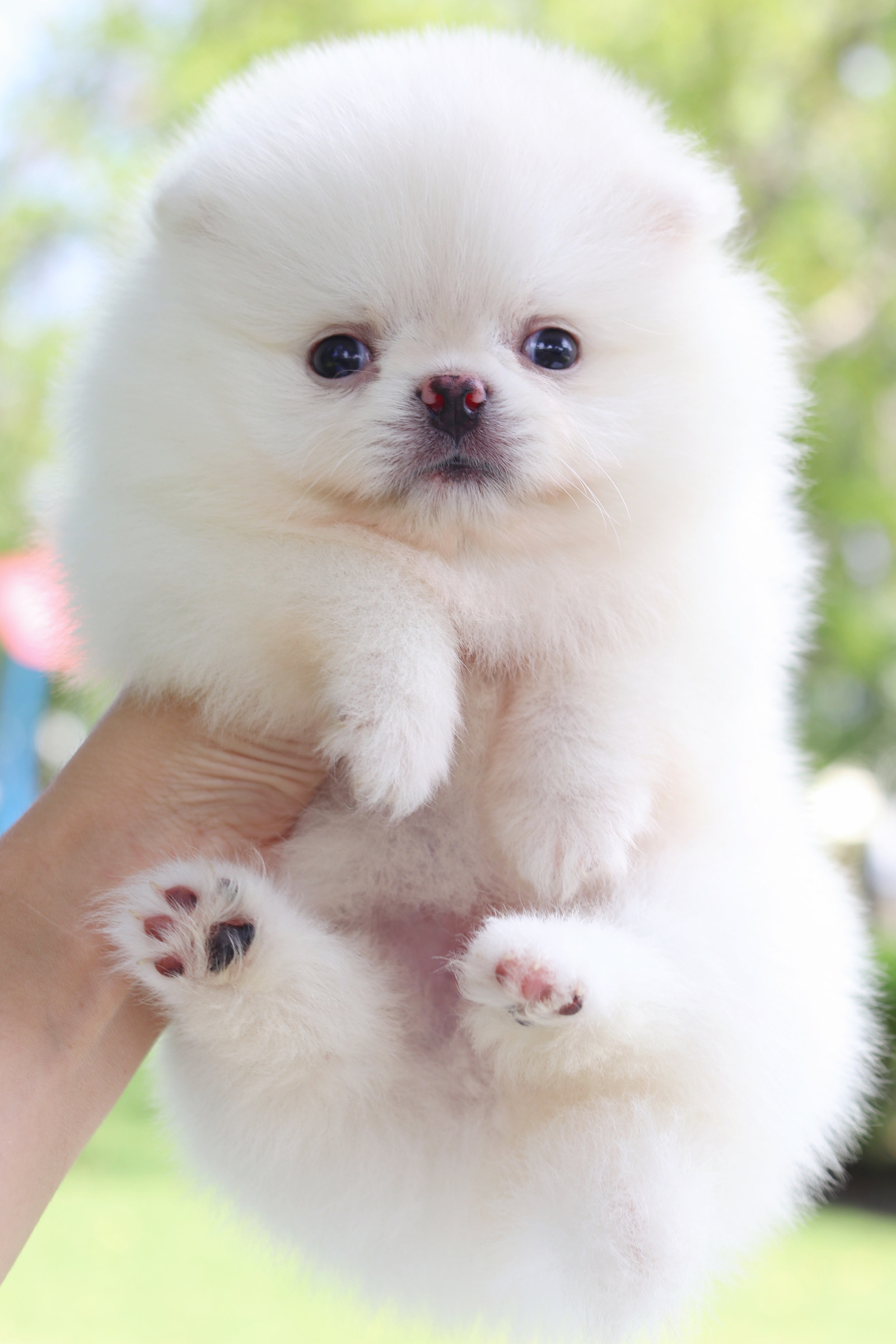 ปอมเมอเรเนียน เพศผู้สีขาวครีมเกรดโชว์