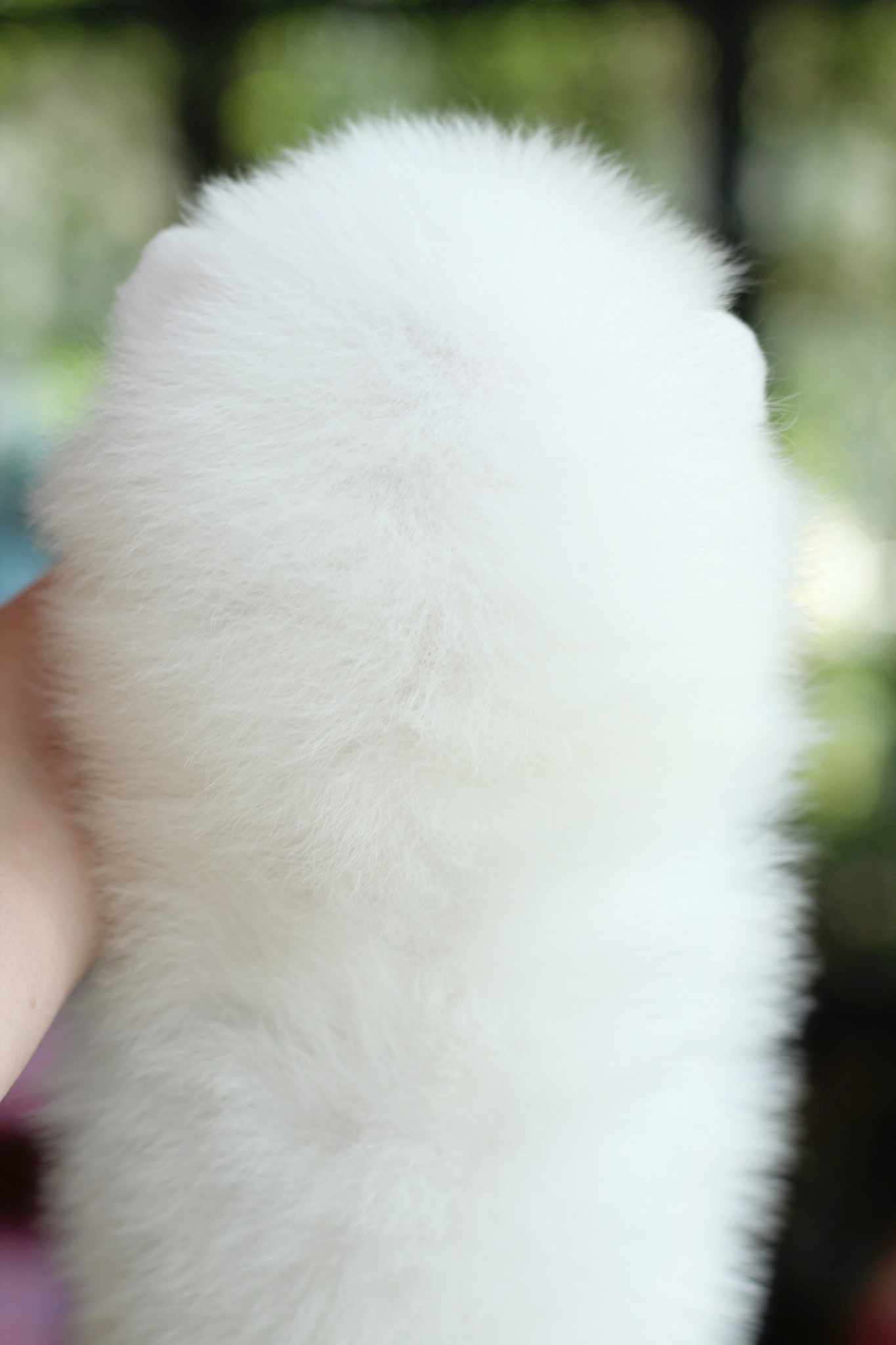 ปอมเมอเรเนียน เพศผู้ขาวครีม