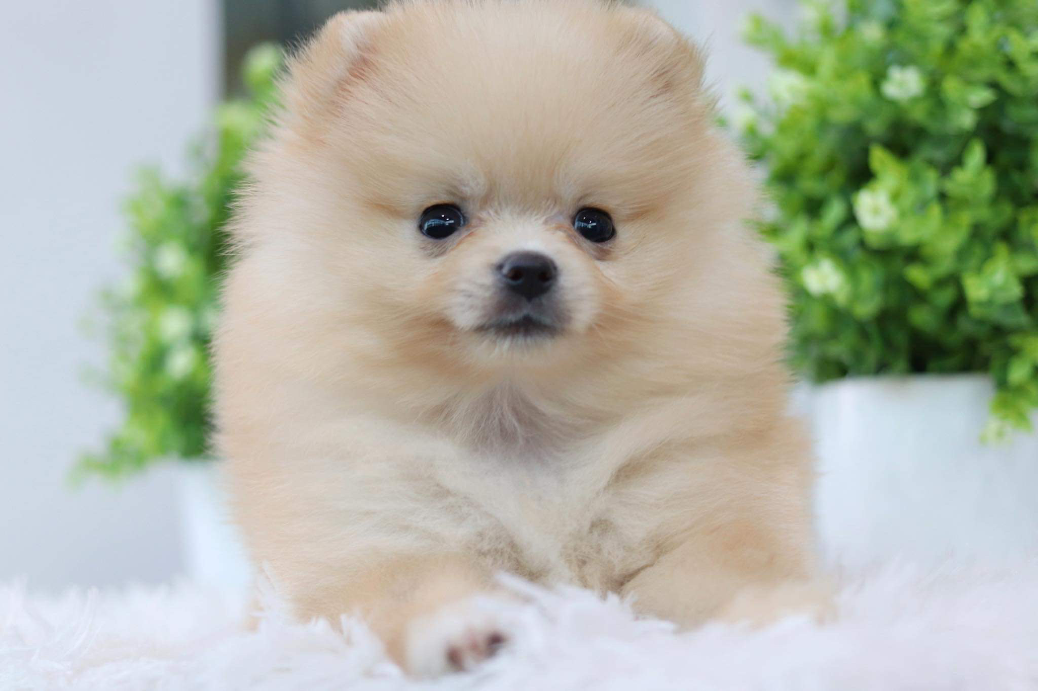 ปอมเมอเรเนียน เพศเมีย